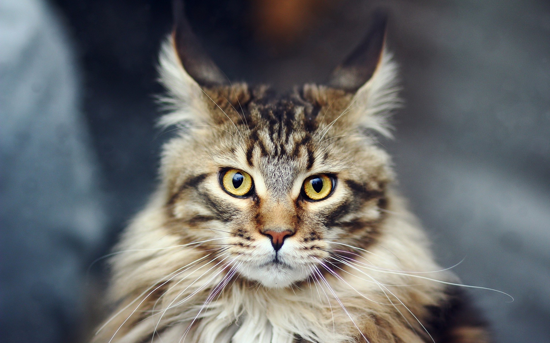Close-up of a Maine Coon cat's face HD Wallpaper