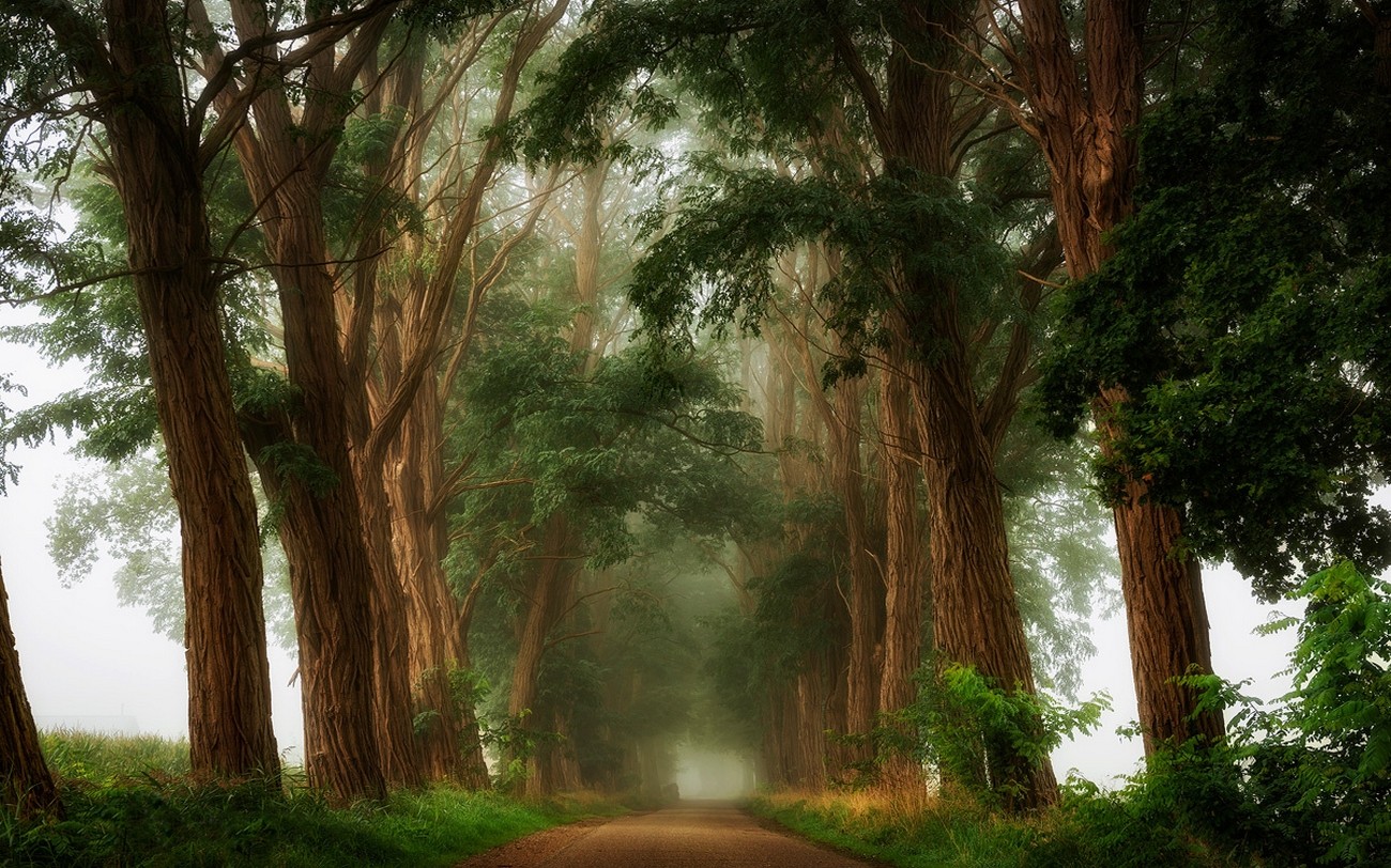 Misty dirt road lined with tall trees HD Wallpaper