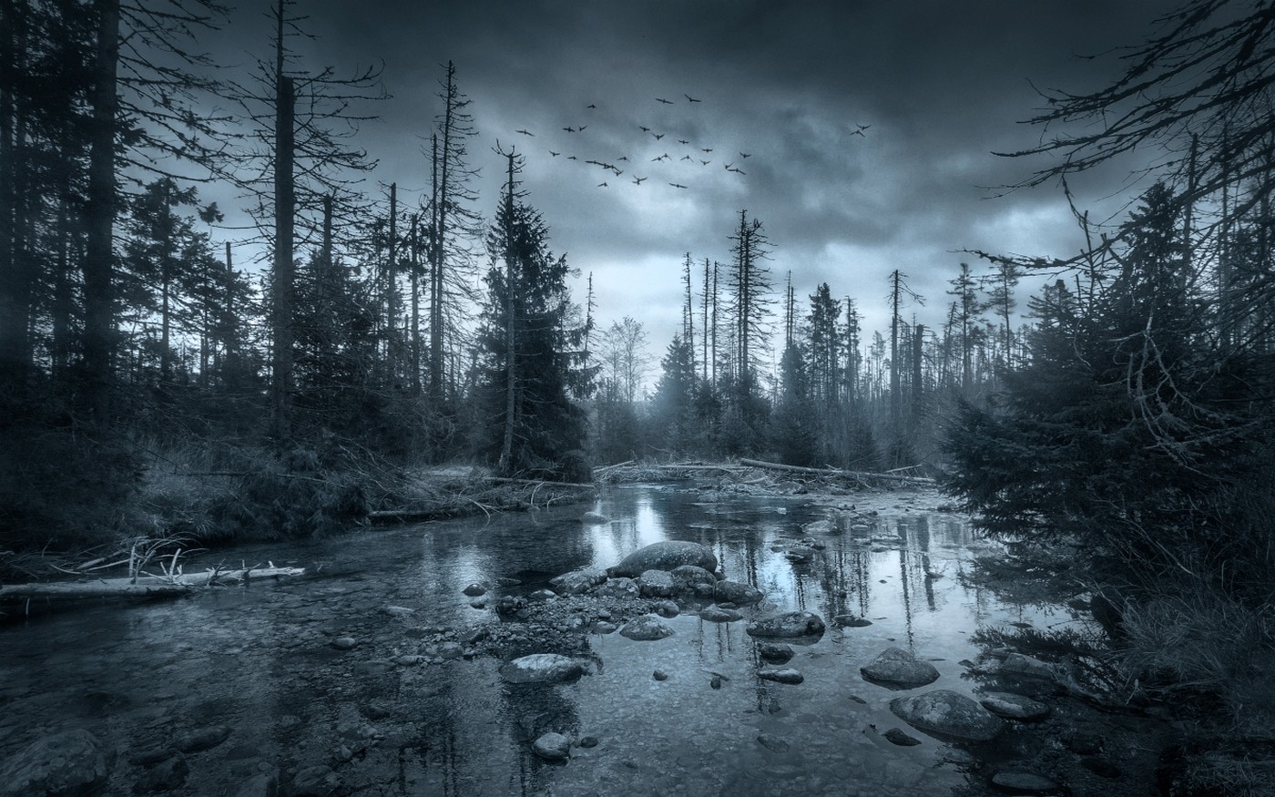 Dark forest with a river and flying birds HD Wallpaper