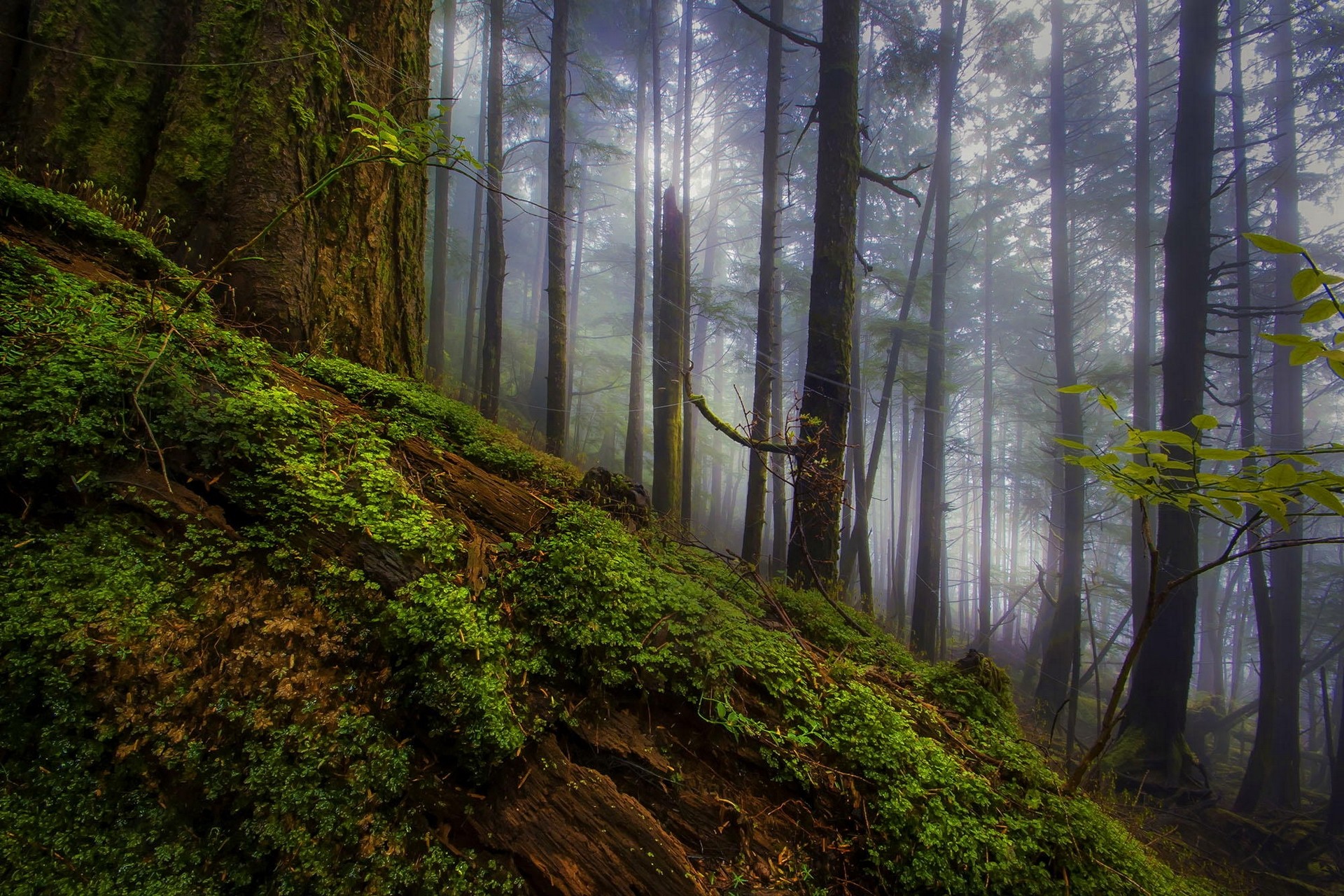 Misty forest with moss-covered fallen tree HD Wallpaper