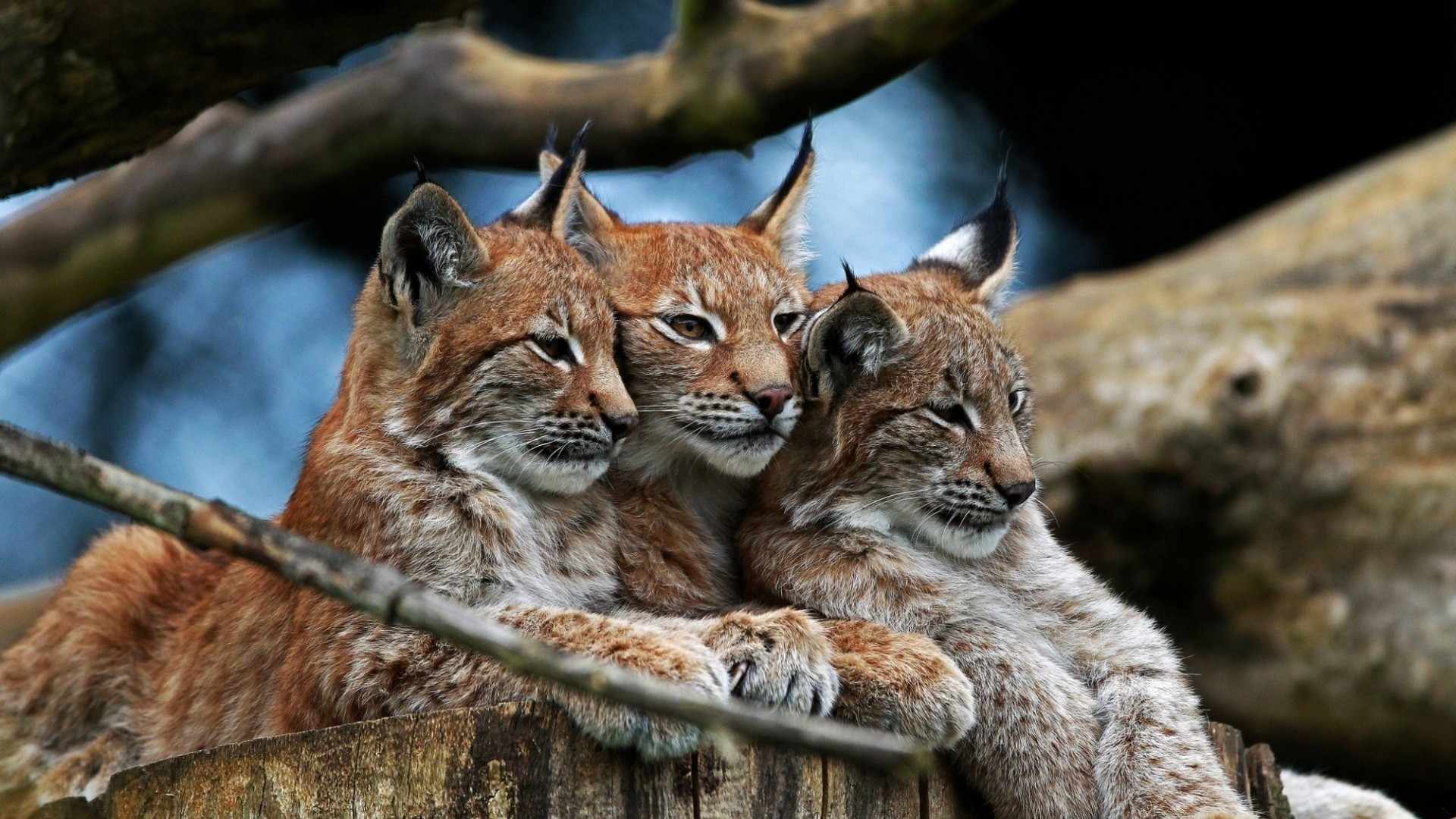 Three lynx cubs resting on a tree stump HD Wallpaper
