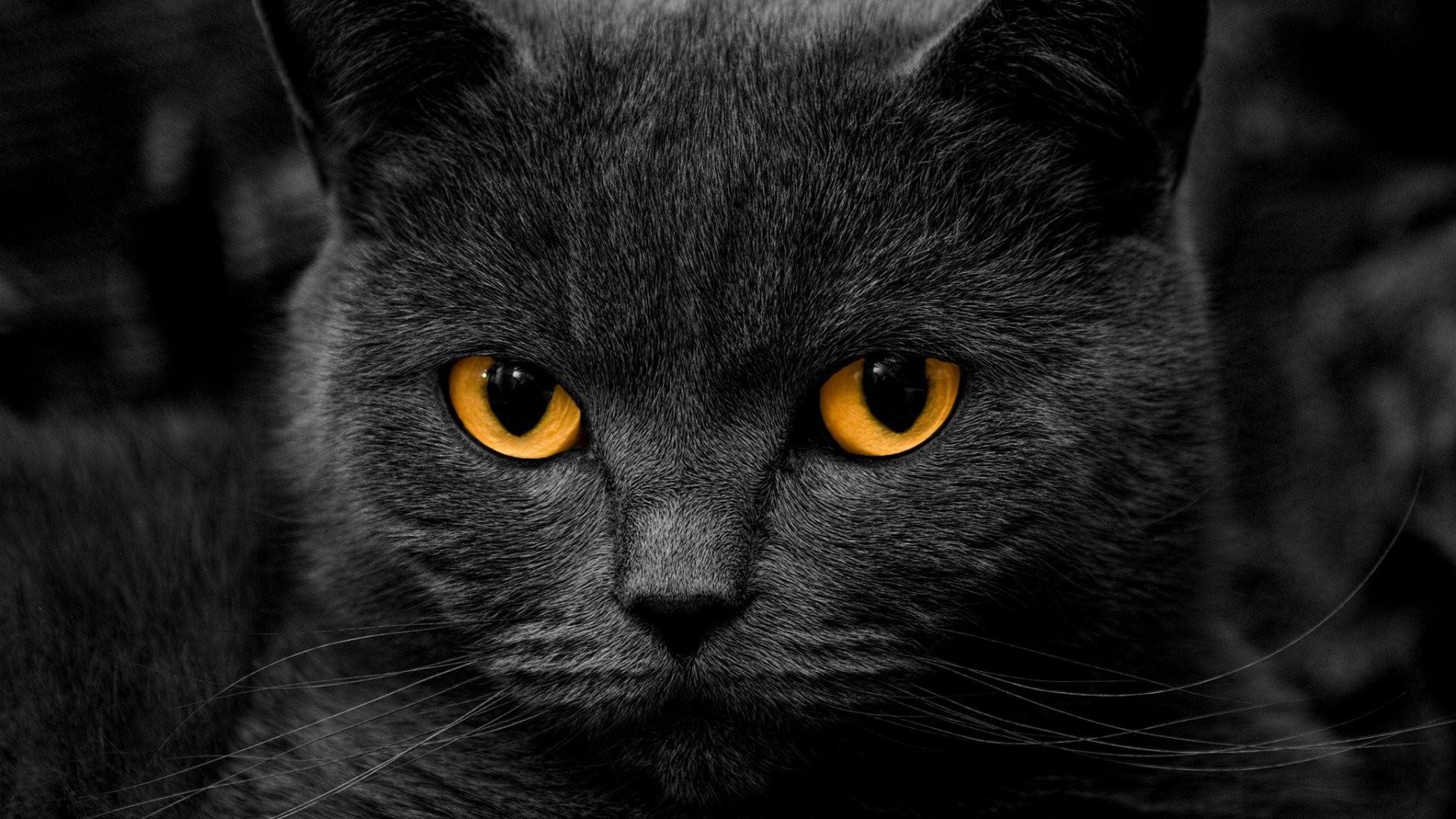 Close-up of a black cat with orange eyes HD Wallpaper