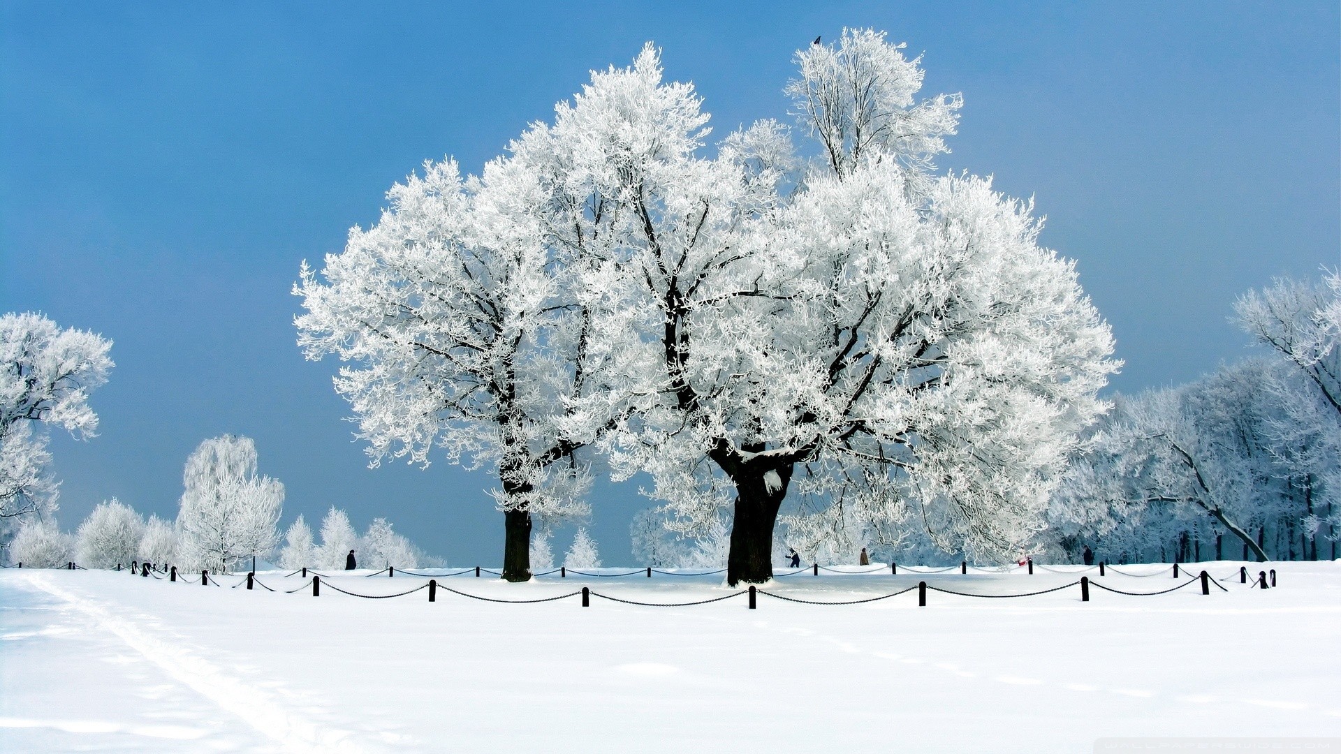 Snow covered trees in a winter landscape HD Wallpaper