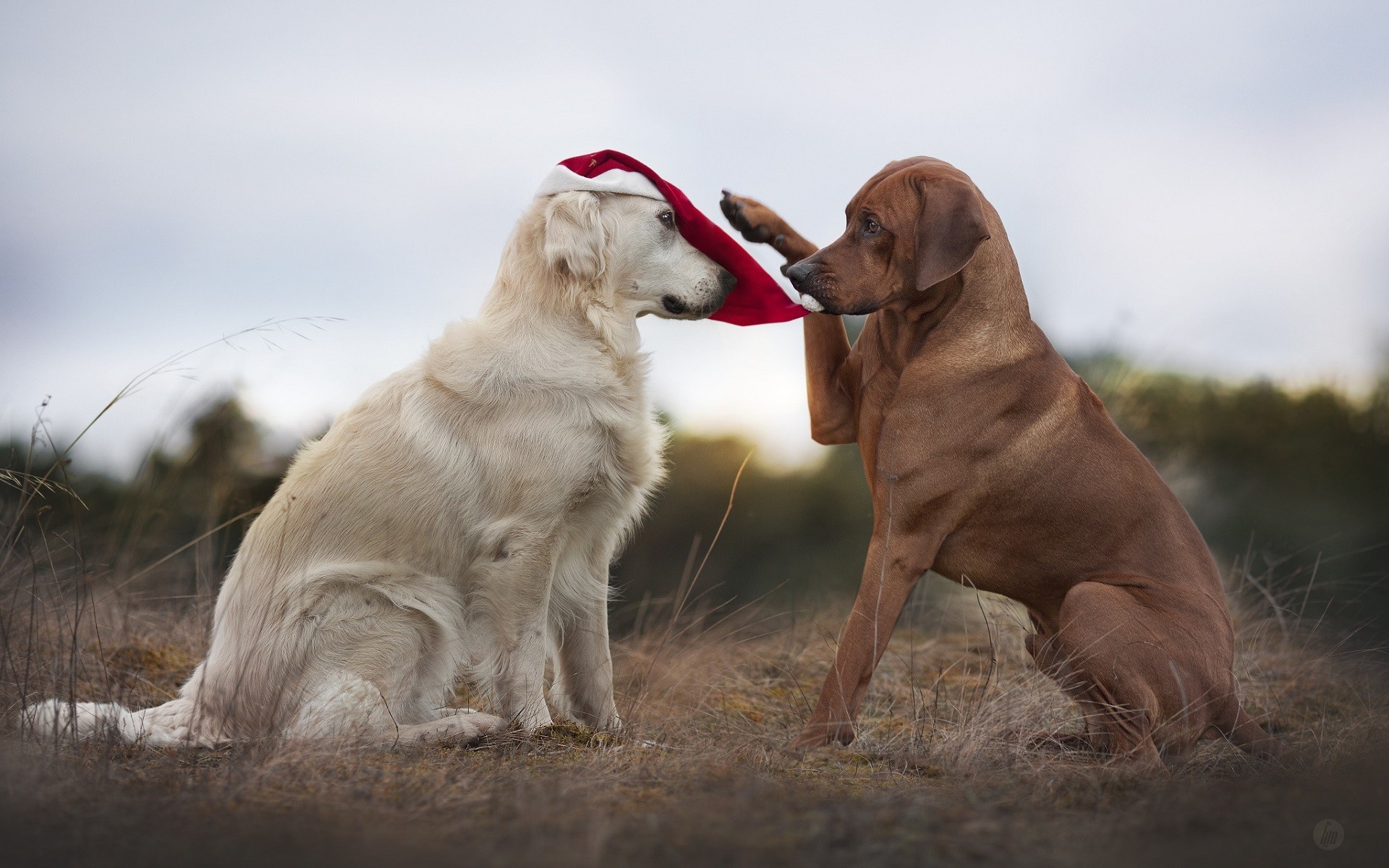 Two dogs playing with a Santa hat HD Wallpaper
