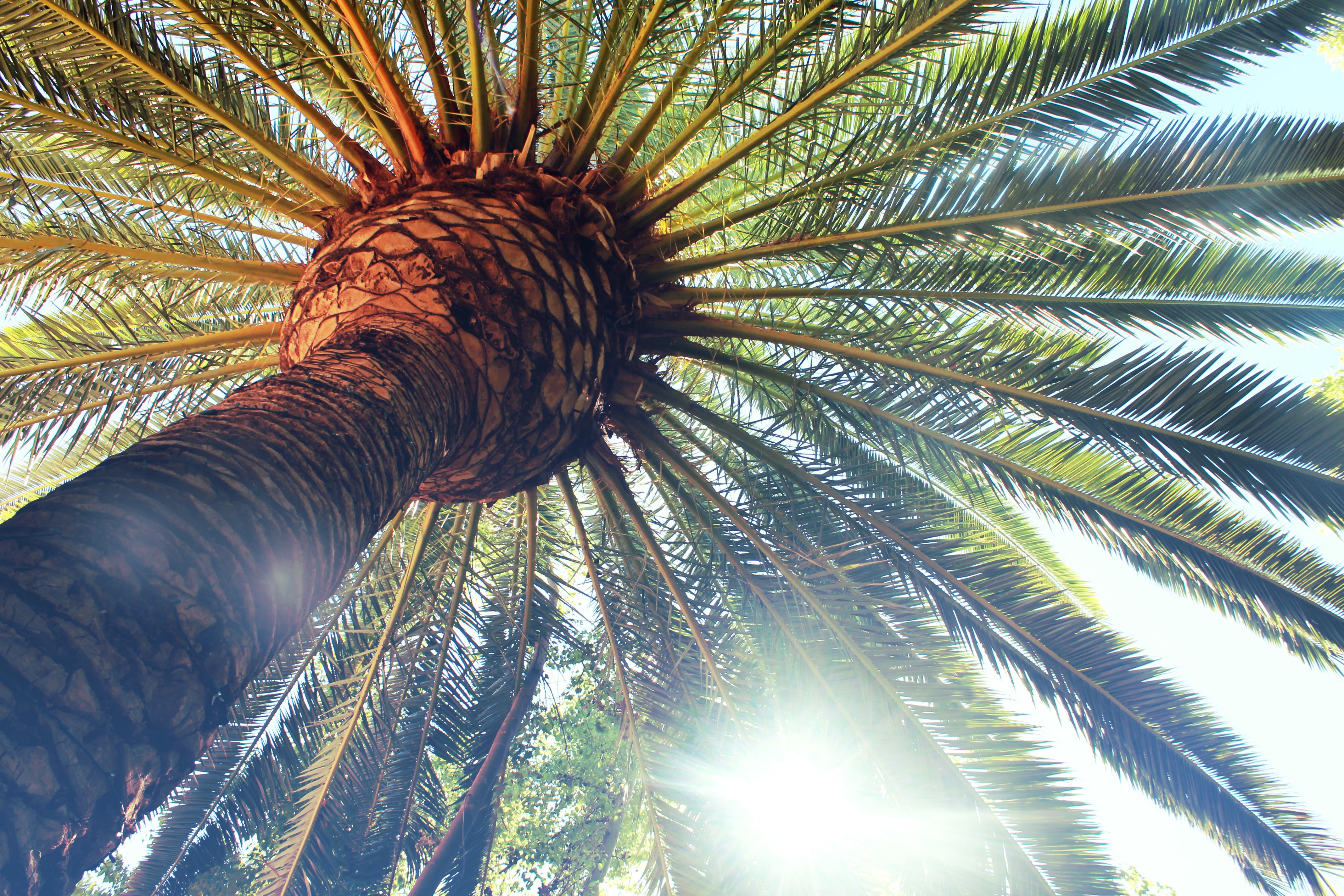 Looking up at a palm tree trunk and fronds HD Wallpaper