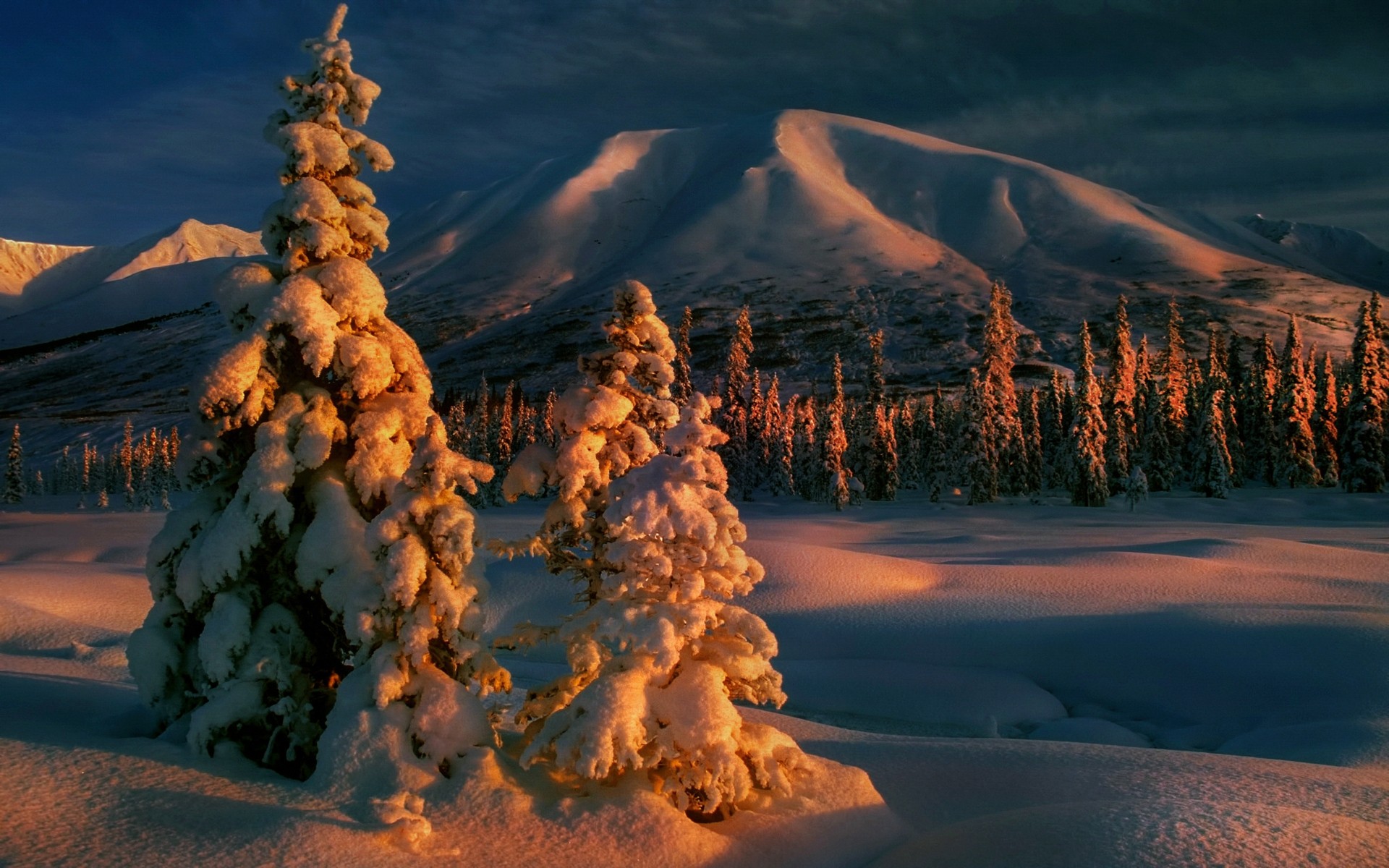 Snow-covered trees in front of mountains at sunset HD Wallpaper