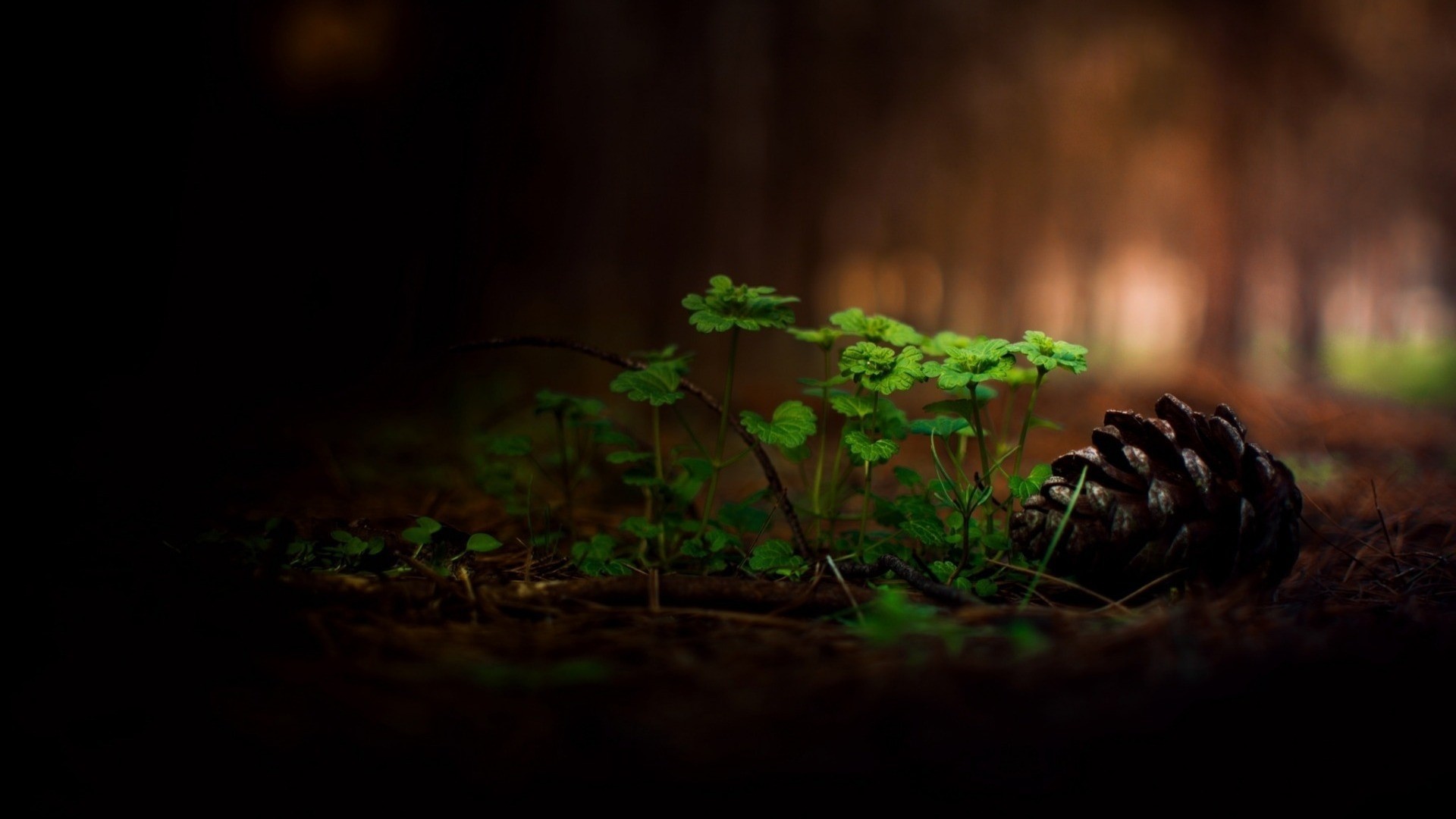 Pine cone and green plants on forest floor HD Wallpaper