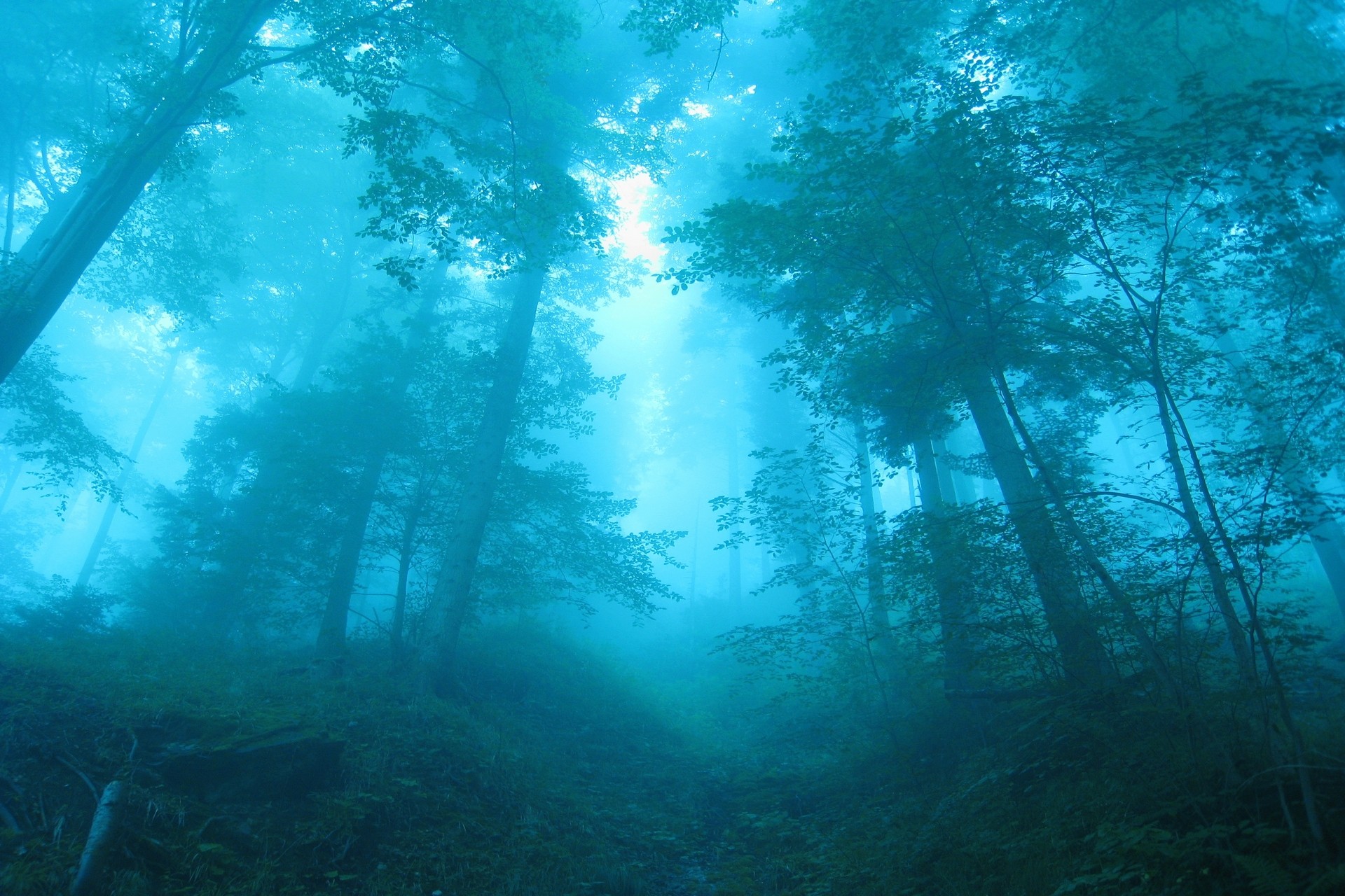 Misty forest with sunlight filtering through trees in Switzerland HD Wallpaper
