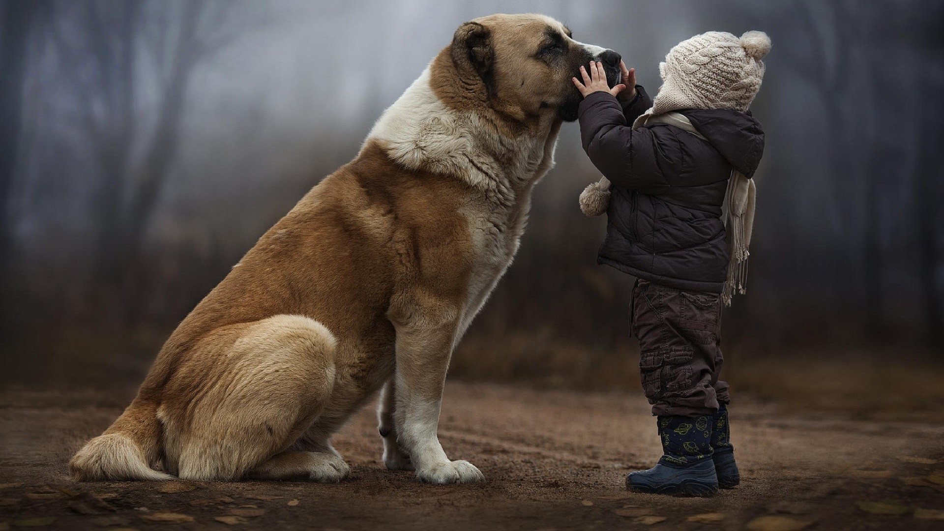 A child and a large dog in a foggy forest HD Wallpaper