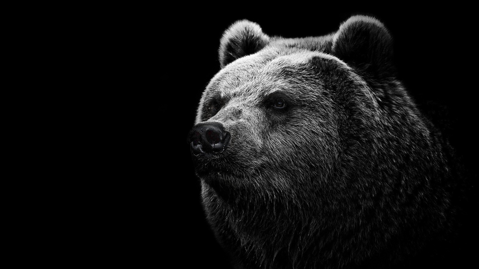 Close-up portrait of a grizzly bear HD Wallpaper