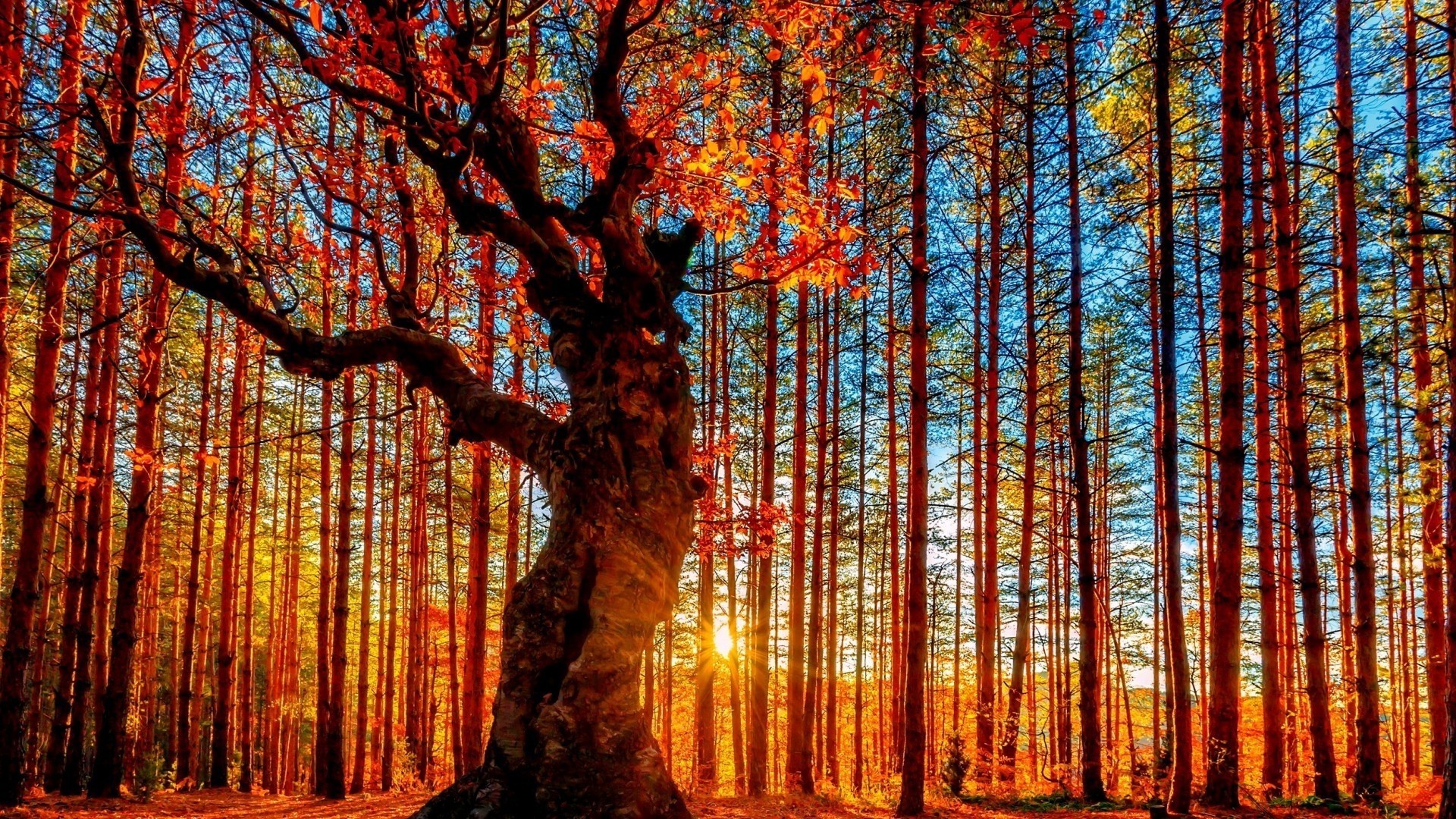 Belintash, Bulgaria: Autumn Forest with Sun Rays HD Wallpaper