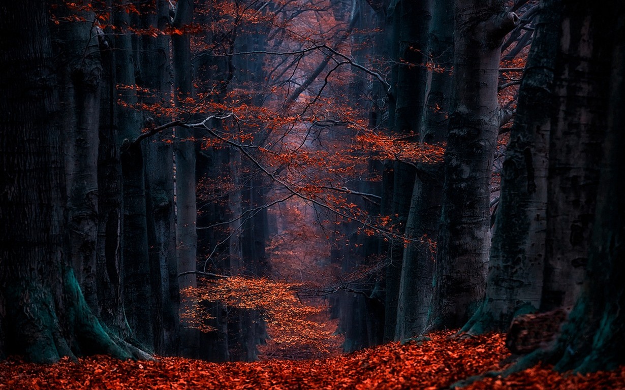 A dark forest path covered in red leaves in the Netherlands HD Wallpaper