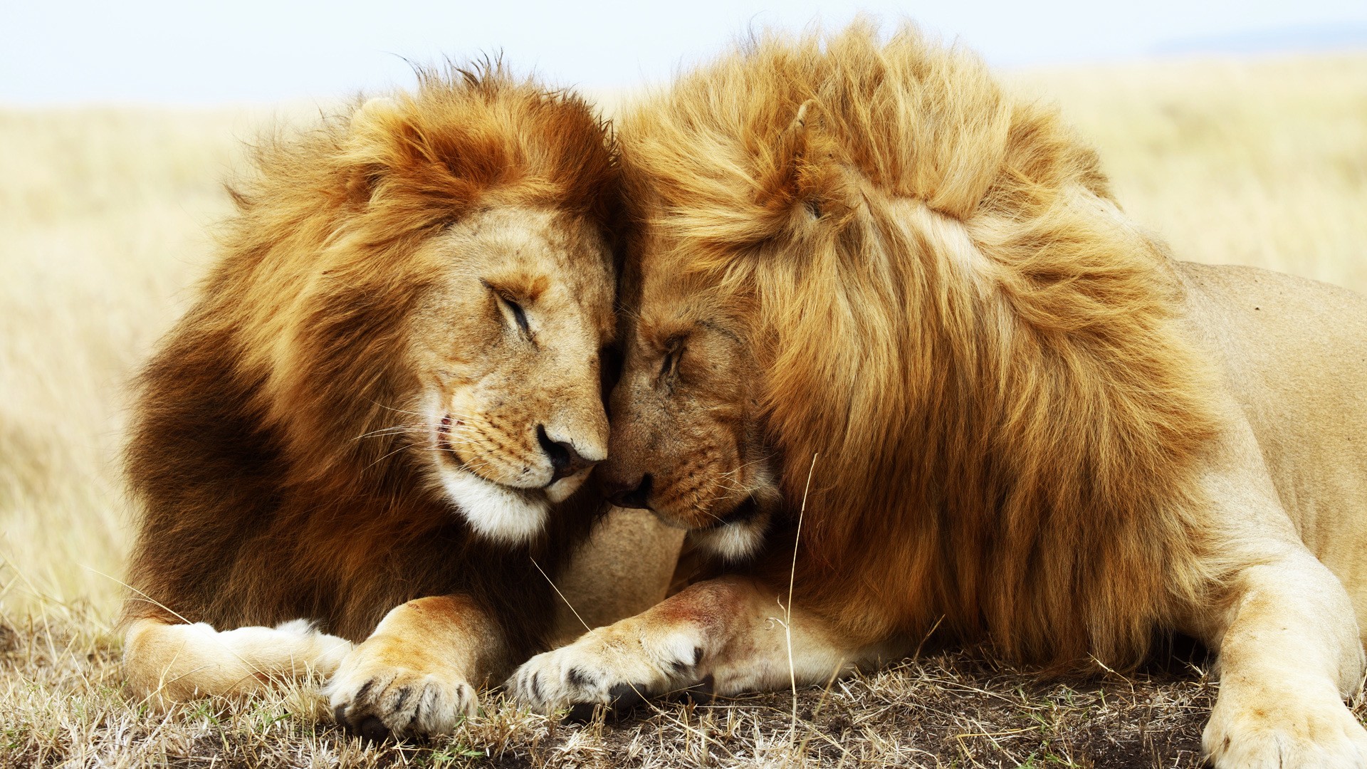 Two lions resting together in a grassy field HD Wallpaper