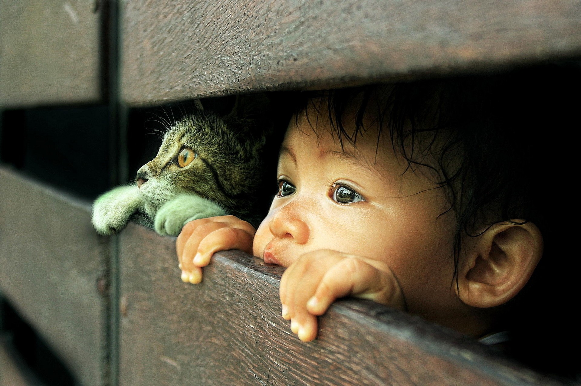 A child and a cat peeking through wooden slats HD Wallpaper