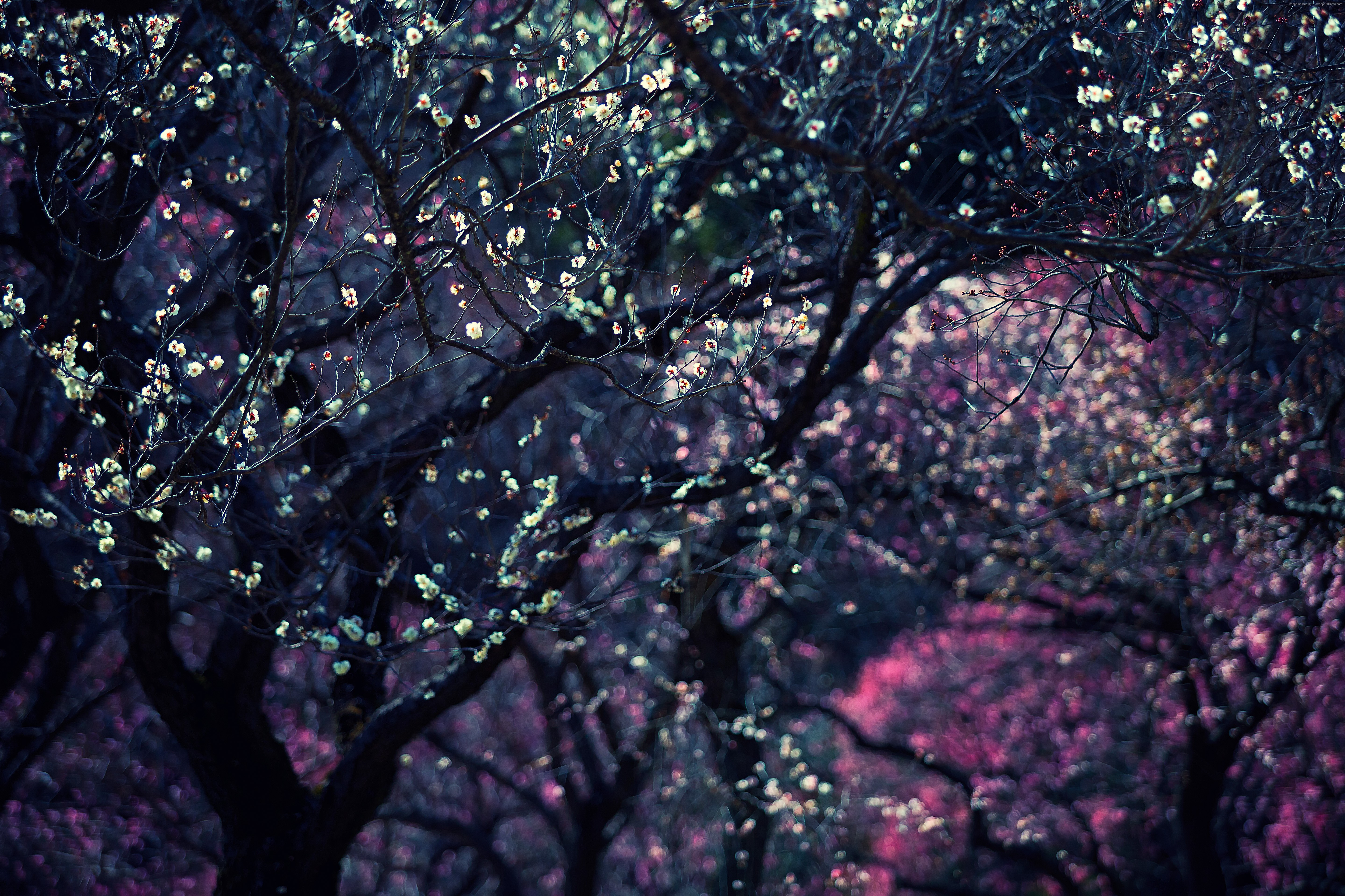 Dark trees with white and pink blossoms HD Wallpaper