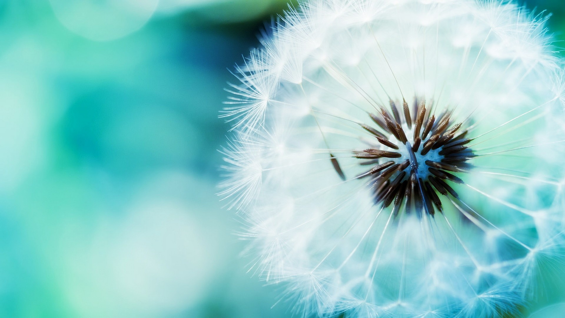 Close-up of a dandelion seed head HD Wallpaper