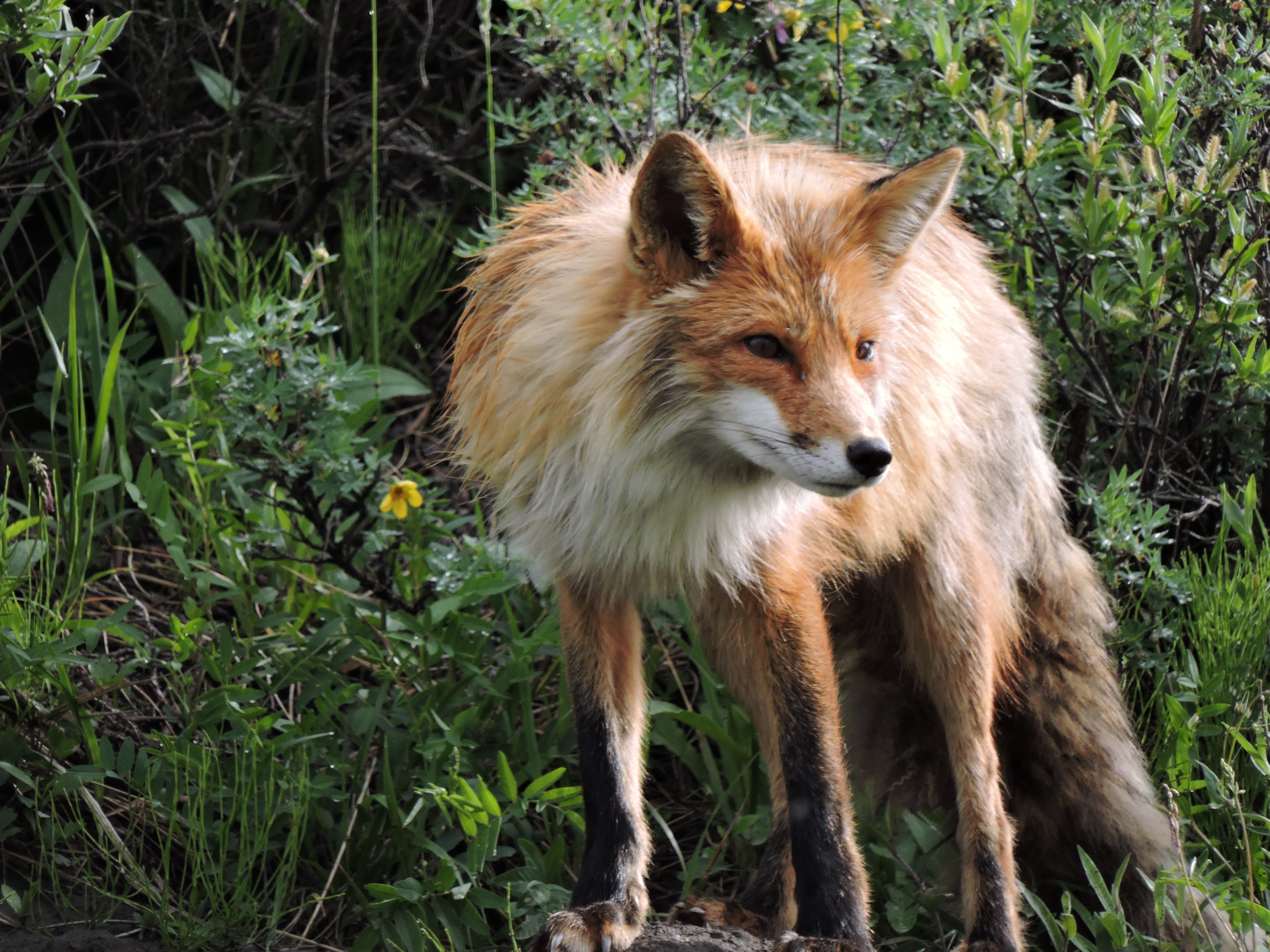 A red fox stands in green foliage HD Wallpaper
