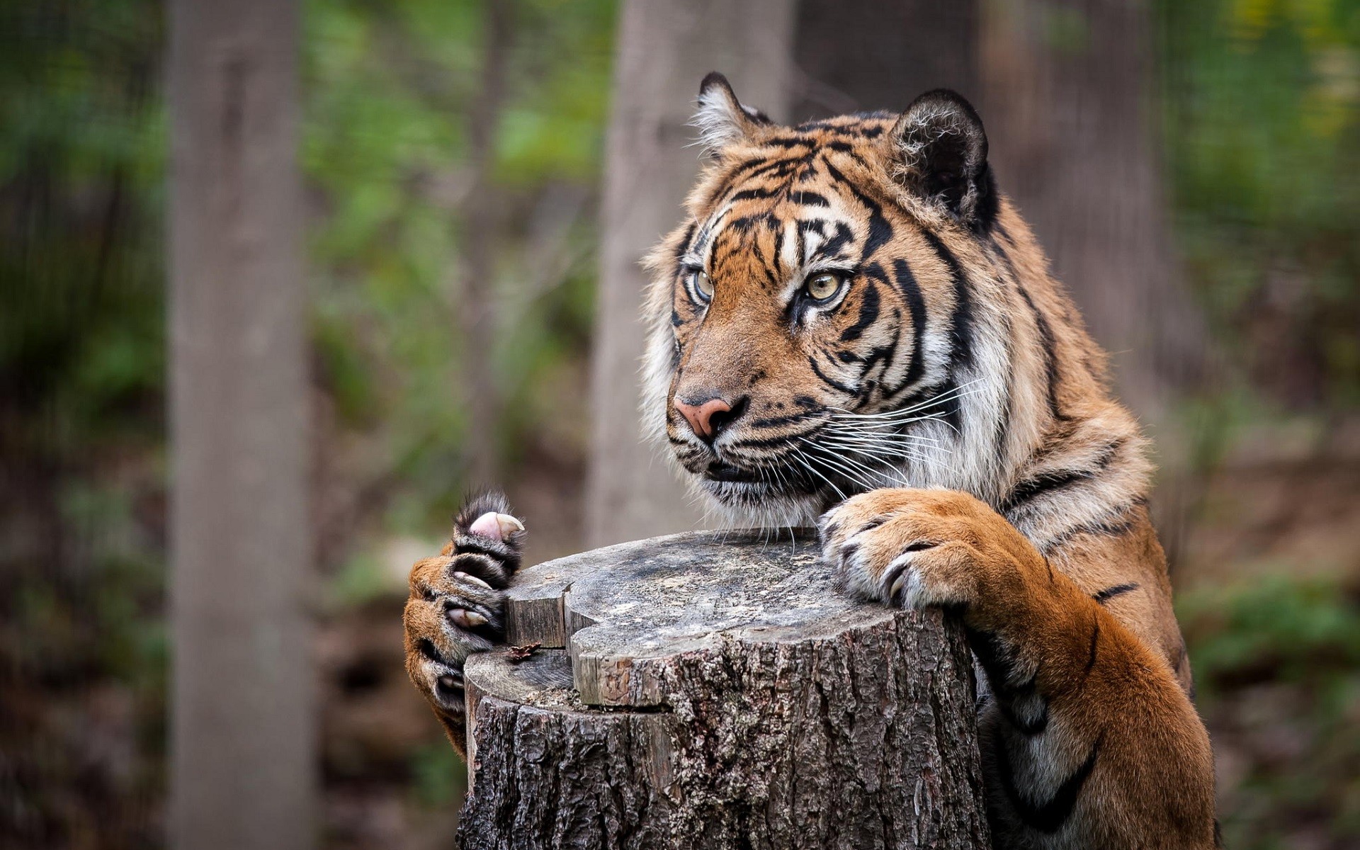 Tiger resting on a tree stump in a forest HD Wallpaper