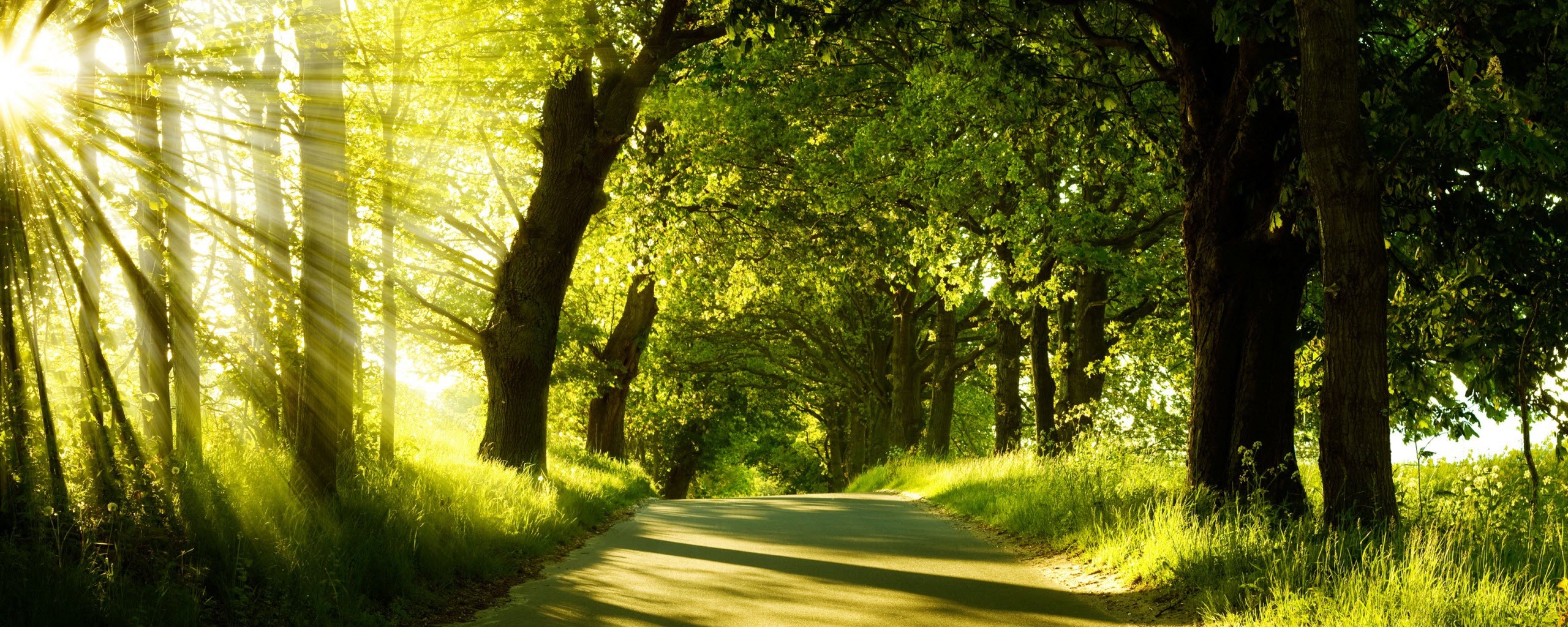 Sunlight filtering through trees onto a road HD Wallpaper