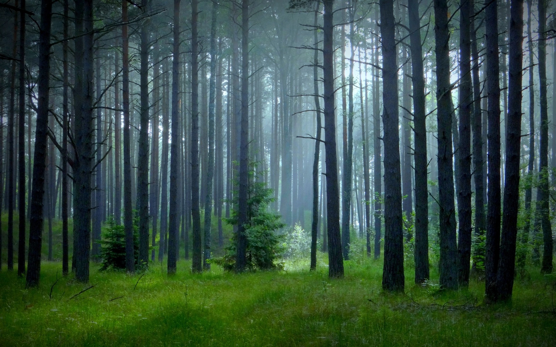 Misty forest with tall pine trees and green grass HD Wallpaper