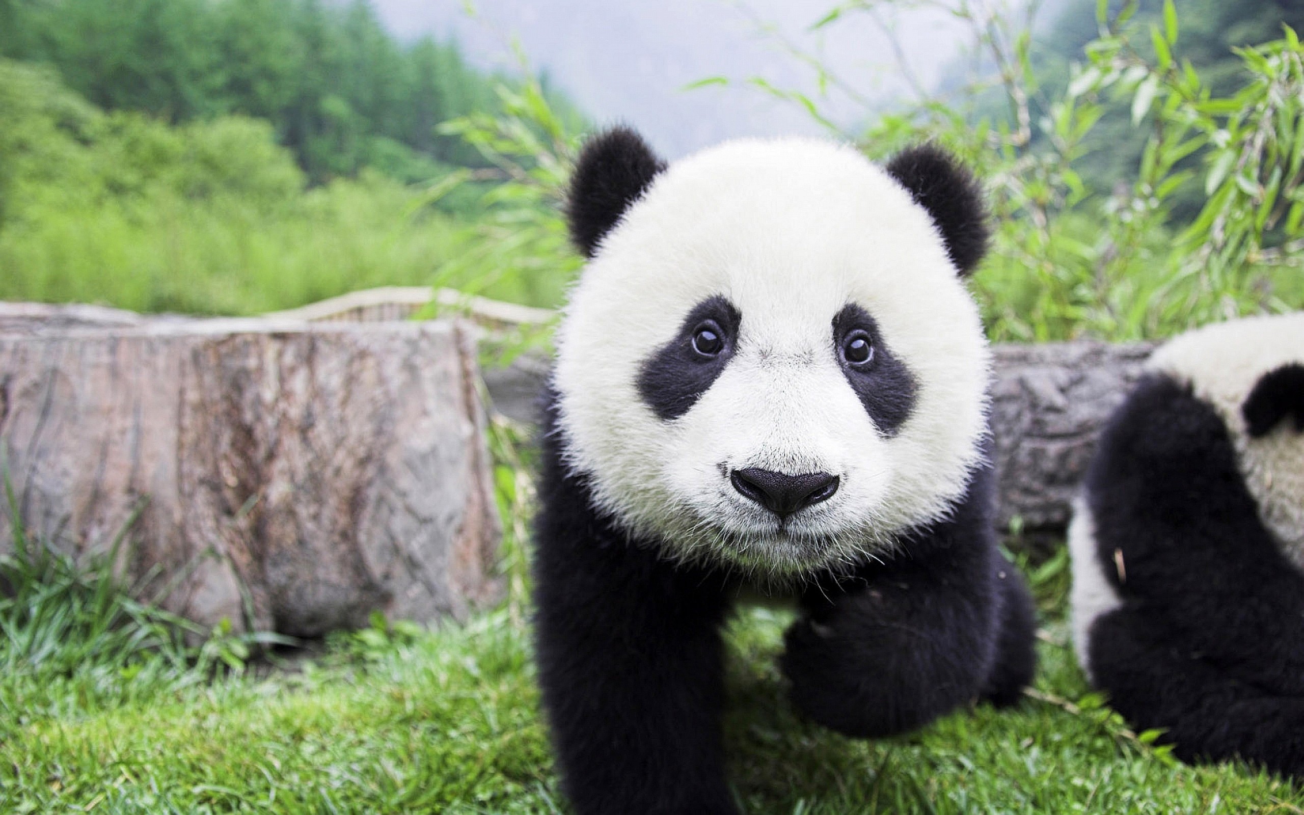 Giant Panda cub in a grassy enclosure HD Wallpaper