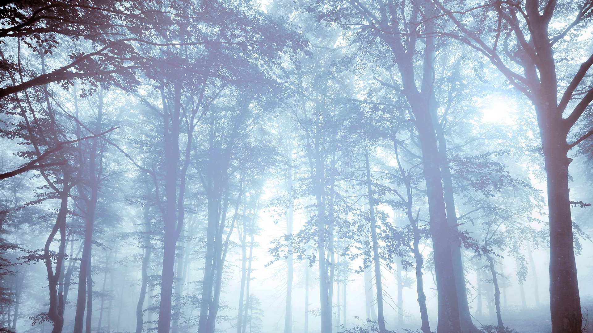 Misty forest with sunlight filtering through trees HD Wallpaper