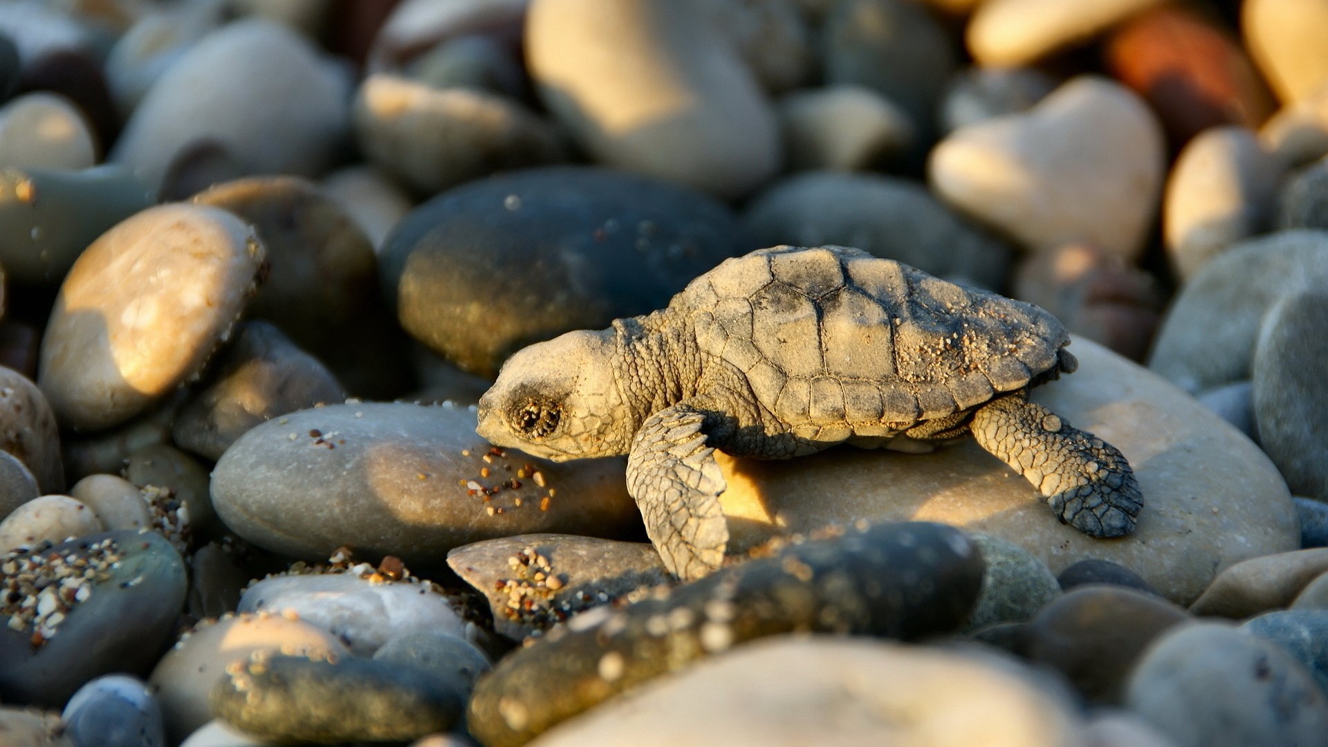 Baby sea turtle on a rocky beach HD Wallpaper