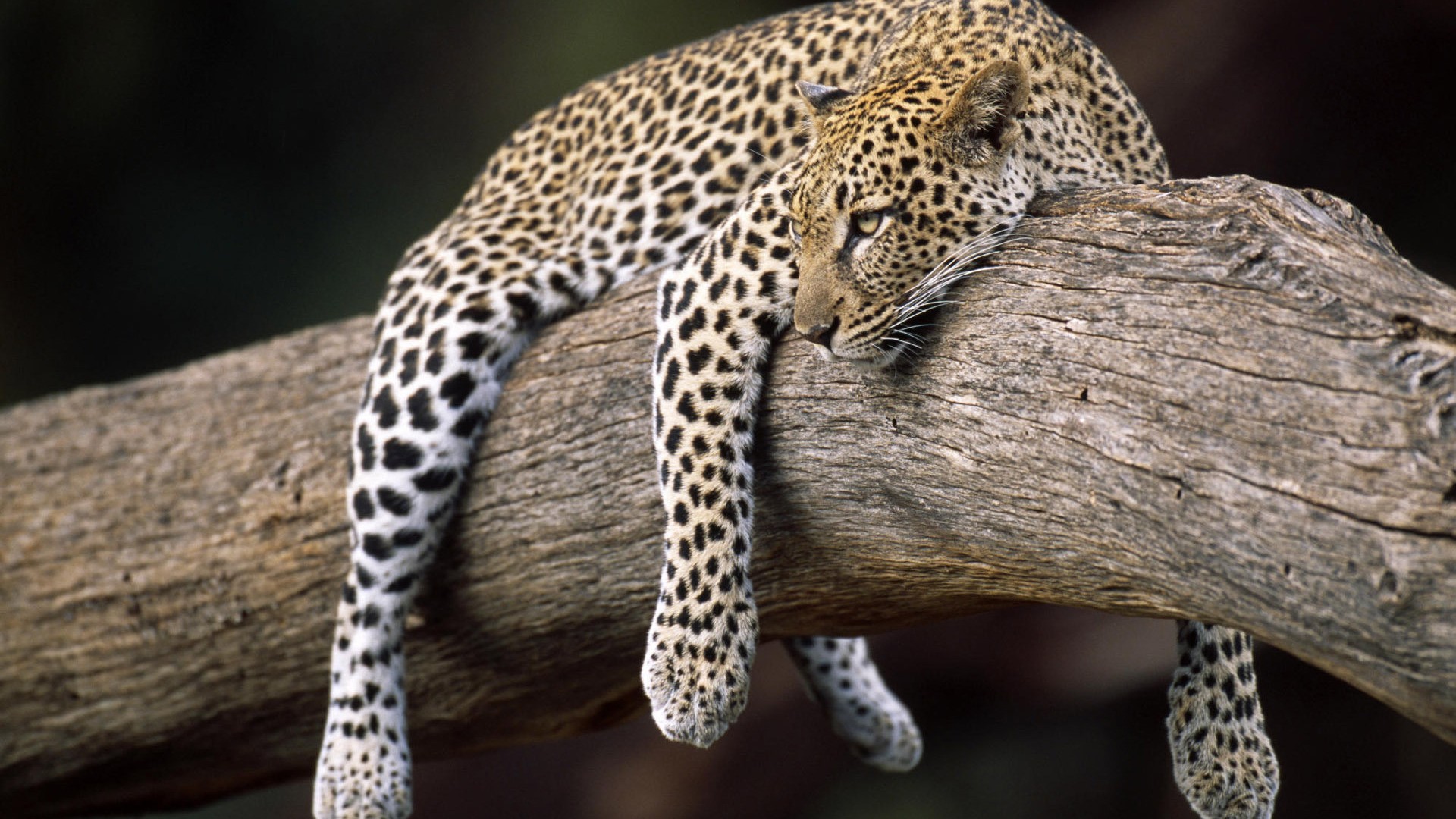 Leopard resting on a tree branch HD Wallpaper