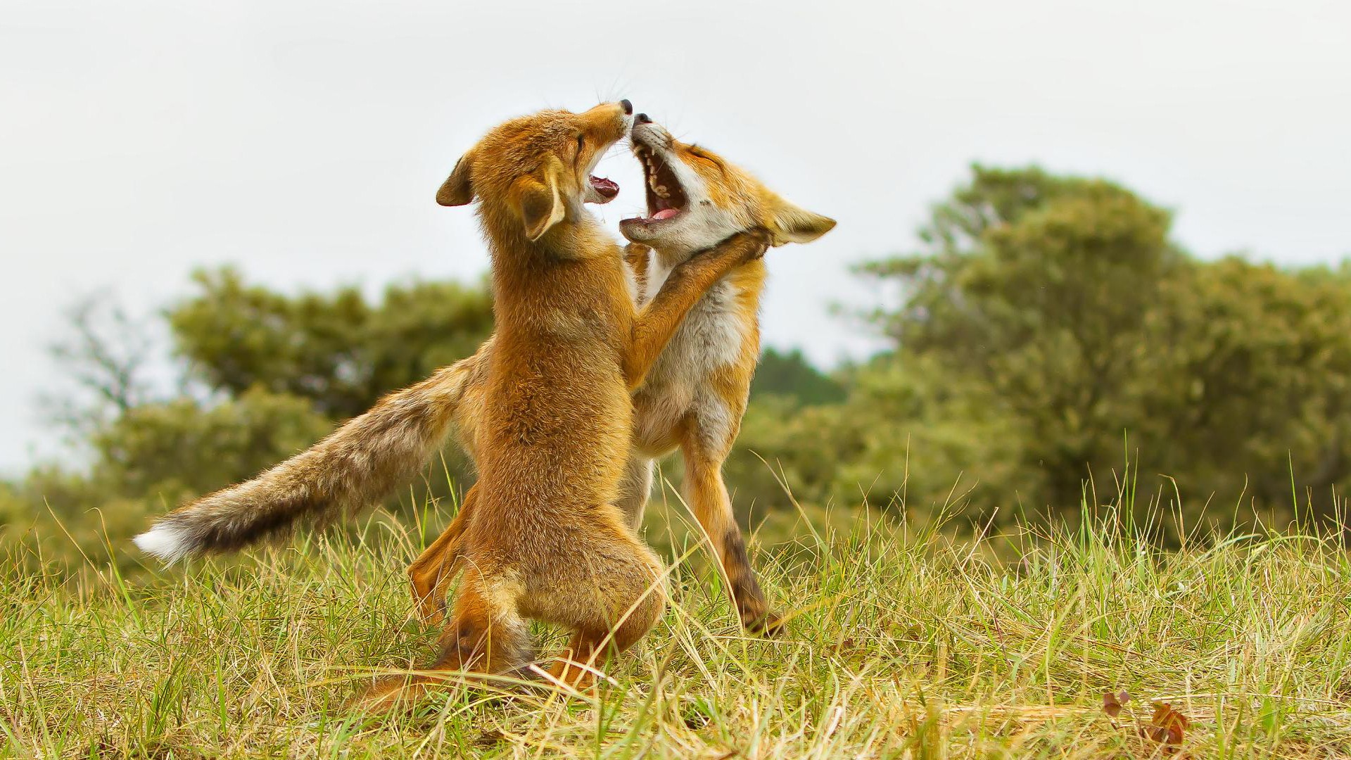 Two young foxes play fighting in a grassy field HD Wallpaper
