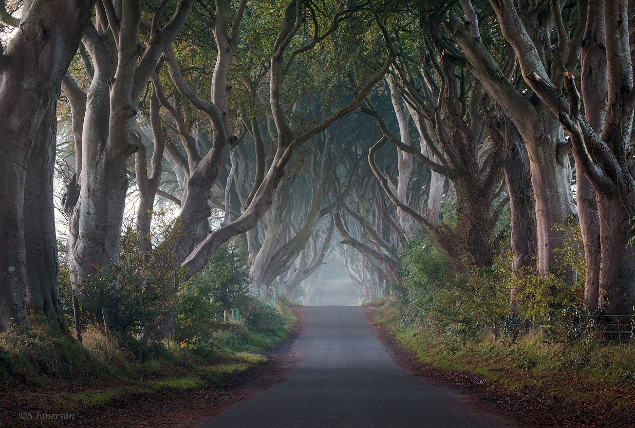 The Dark Hedges in the mist HD Wallpaper