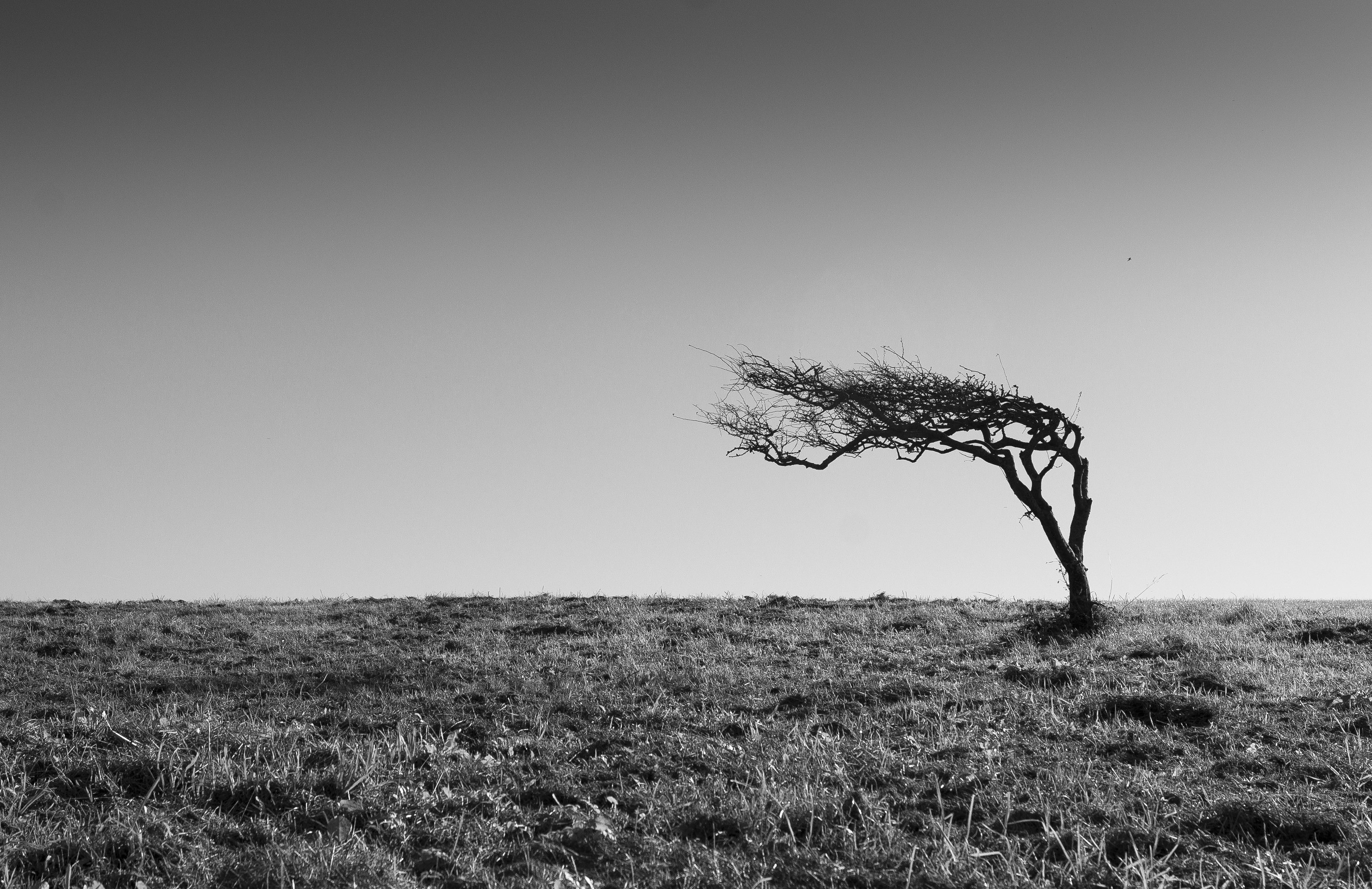 Monochrome landscape with a lone windswept tree HD Wallpaper