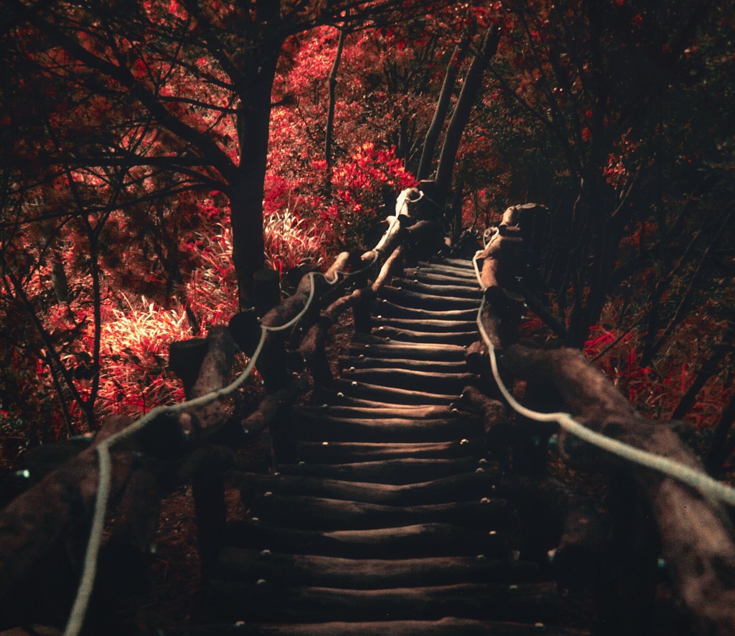 Wooden bridge through a dark forest with red foliage HD Wallpaper