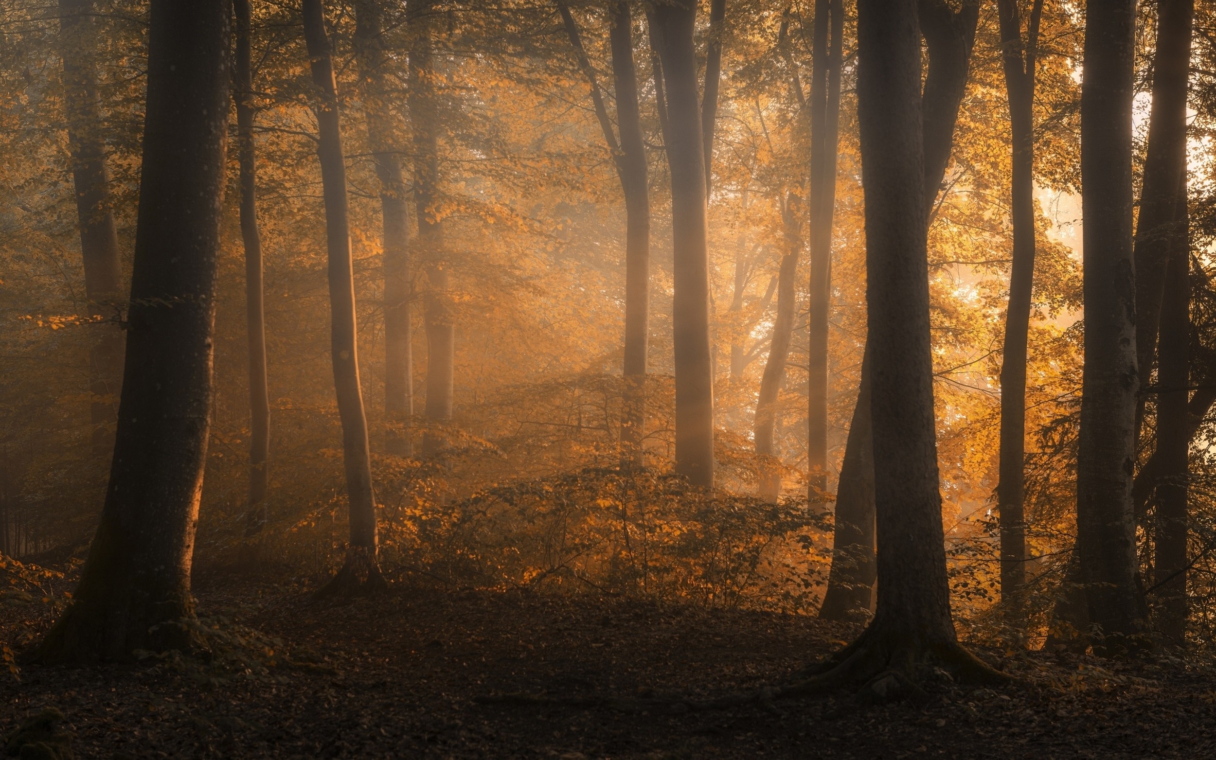 Sunlight filtering through trees in an autumn forest HD Wallpaper