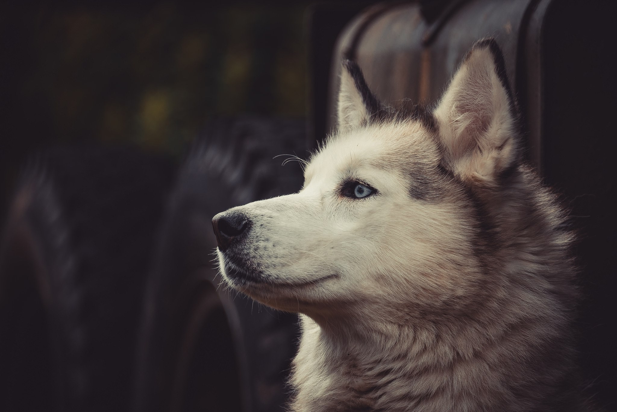Siberian Husky with blue eyes HD Wallpaper