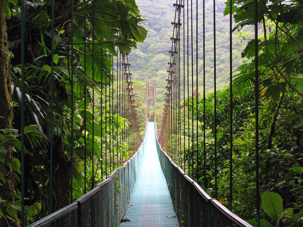 Suspension bridge over a lush forest canopy HD Wallpaper