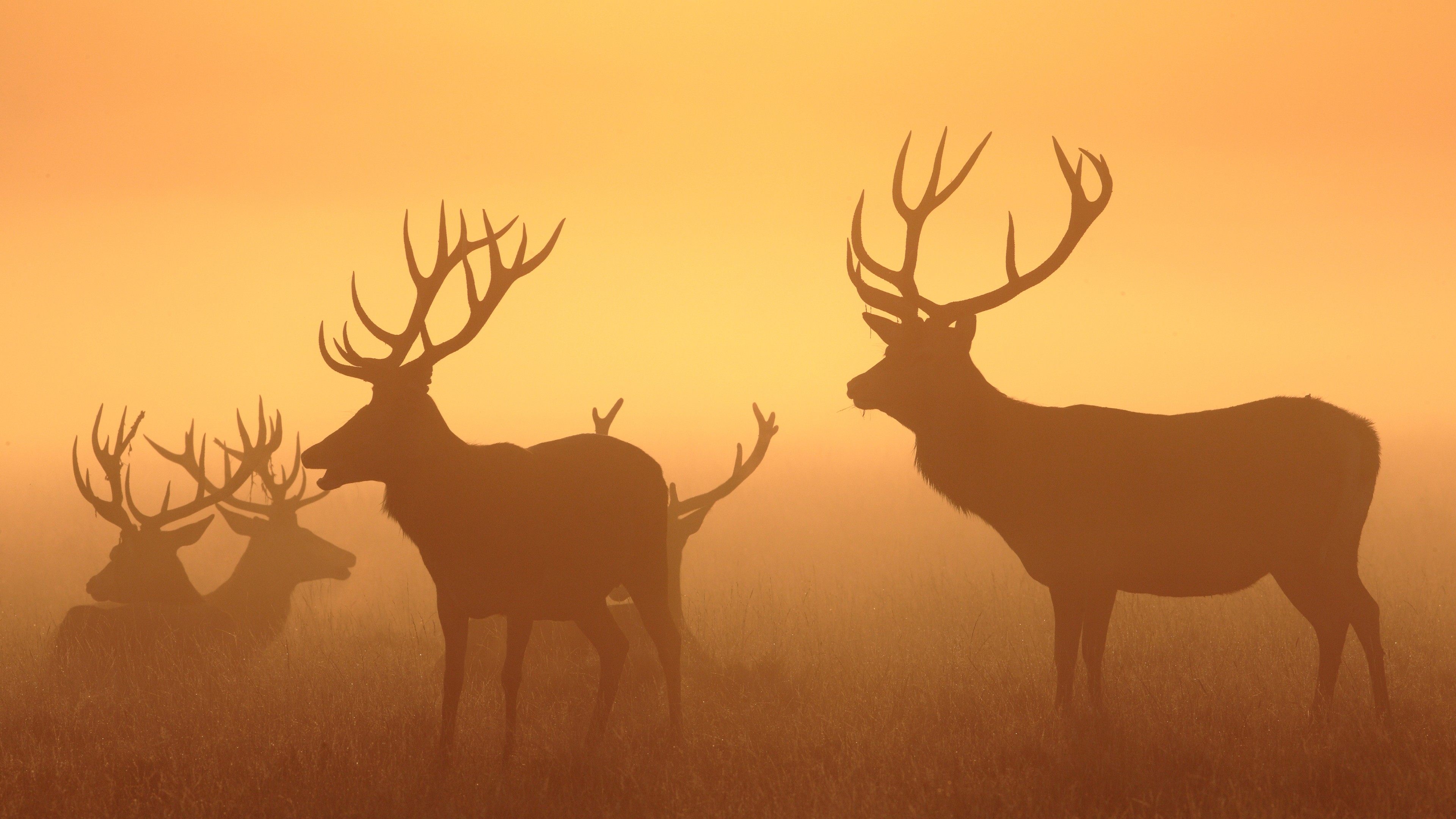 Deer silhouetted against a foggy sunset HD Wallpaper