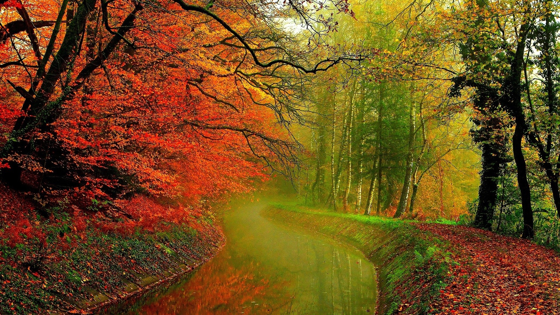 Autumn forest with a winding stream and fallen leaves HD Wallpaper