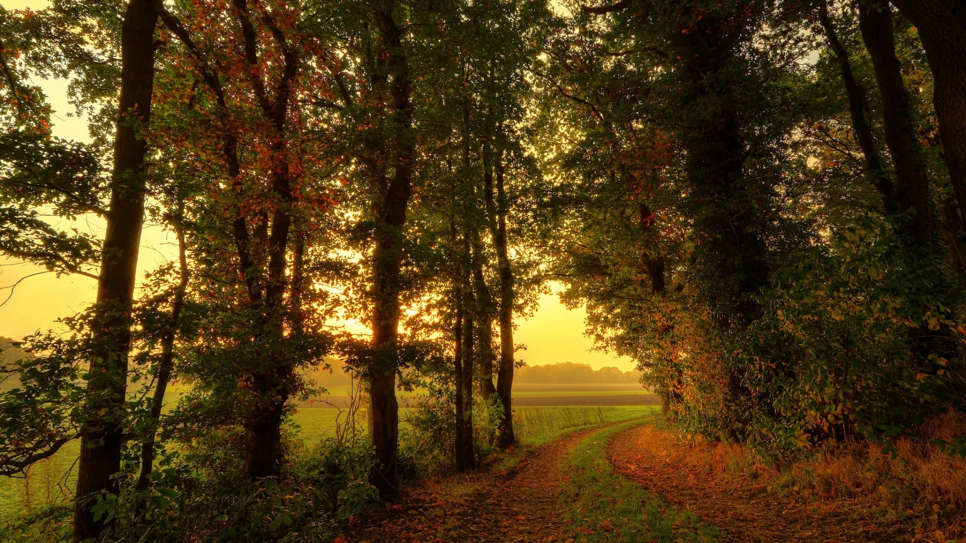 Path through a forest with fall leaves and golden light HD Wallpaper
