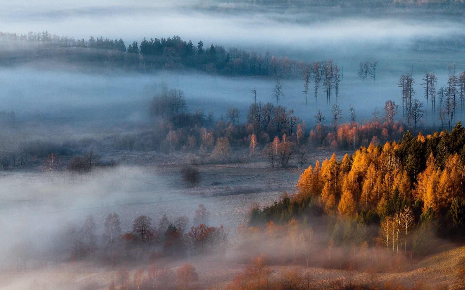 Misty forest landscape with autumn trees HD Wallpaper