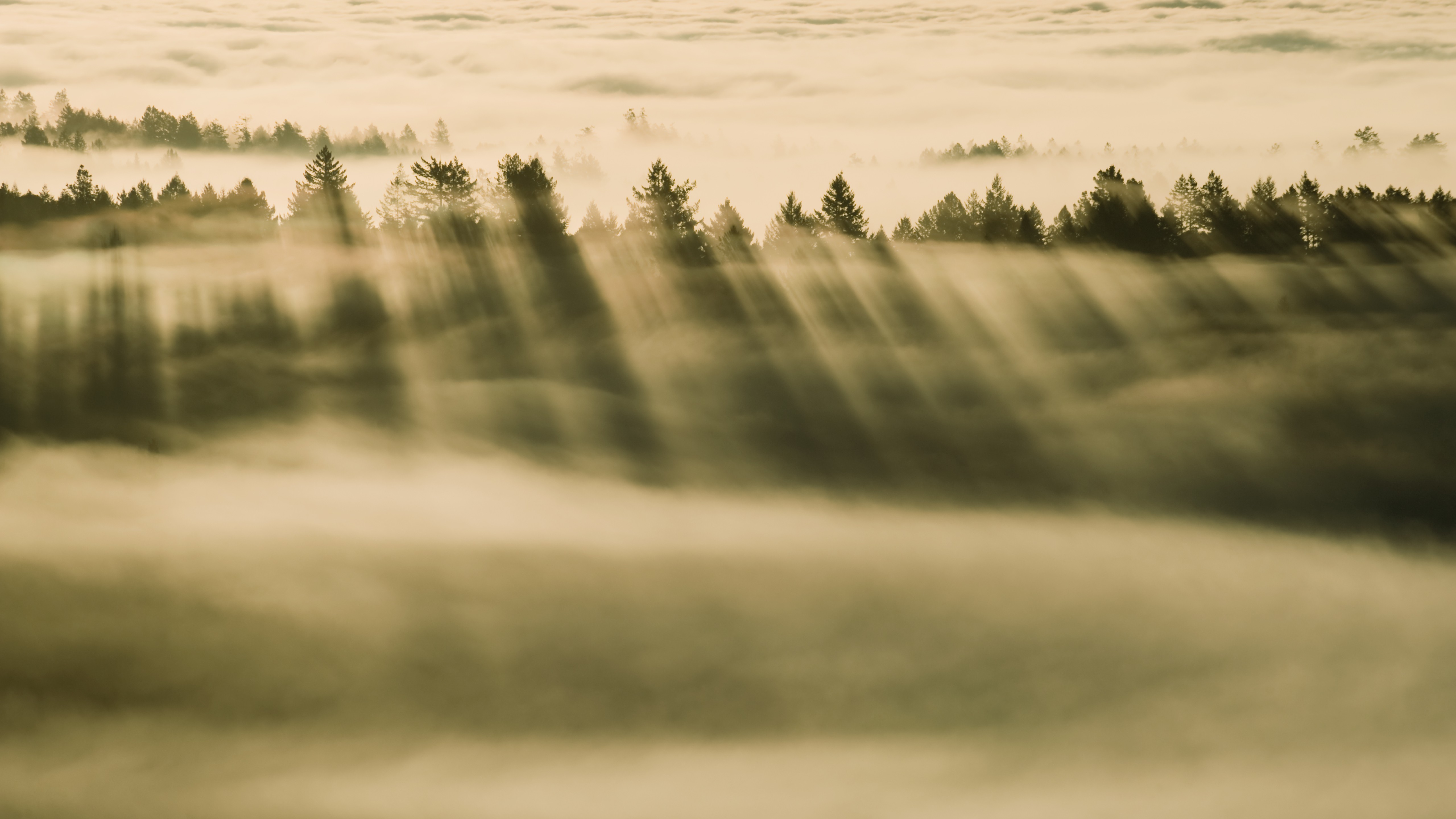 Sun rays piercing through mist over a pine forest HD Wallpaper