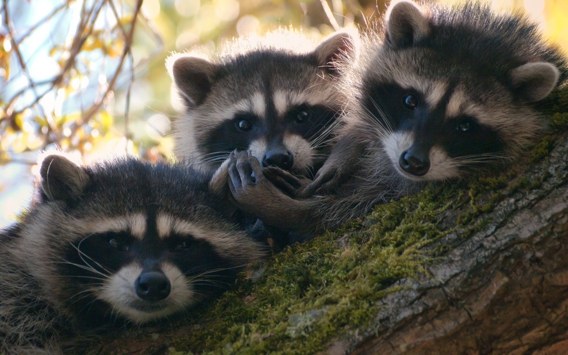Three raccoons resting on a mossy tree branch HD Wallpaper