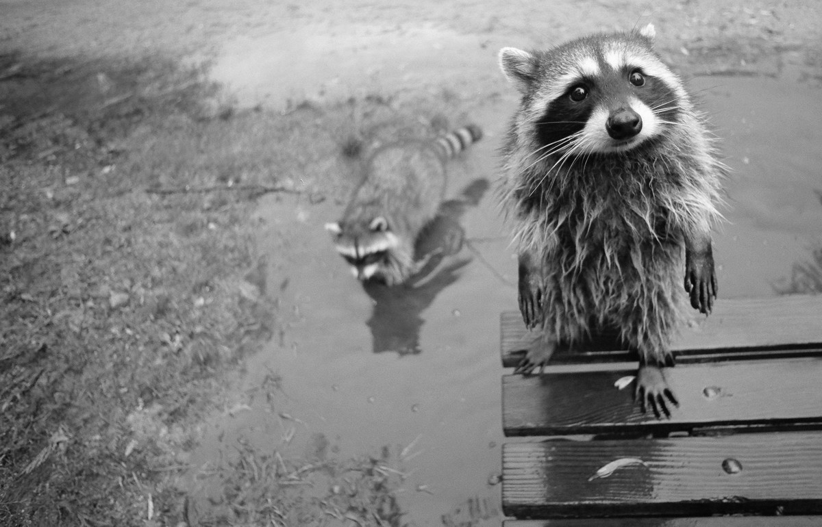 Two raccoons in a puddle and on a bench HD Wallpaper