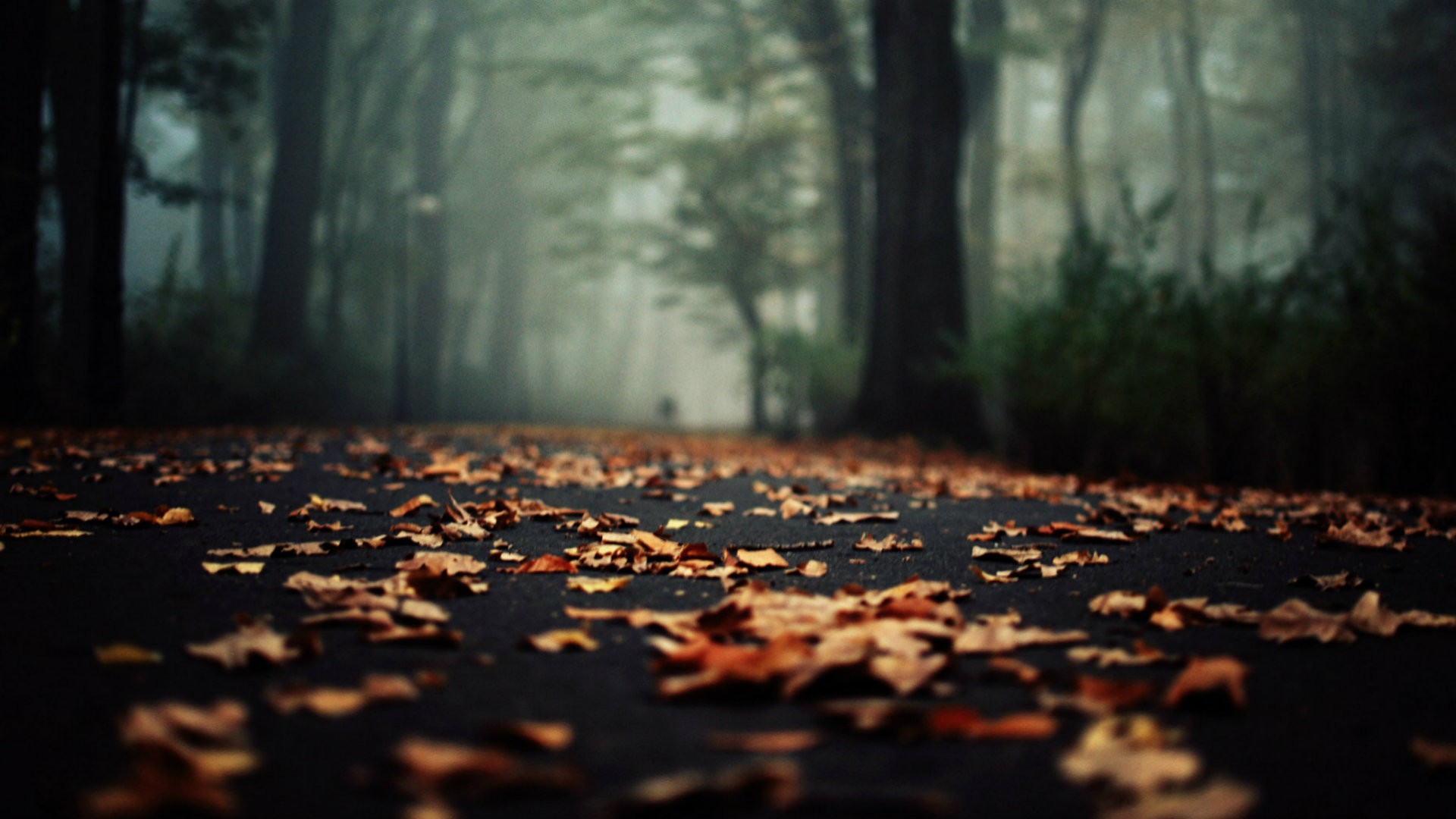 Autumn leaves on a forest path HD Wallpaper