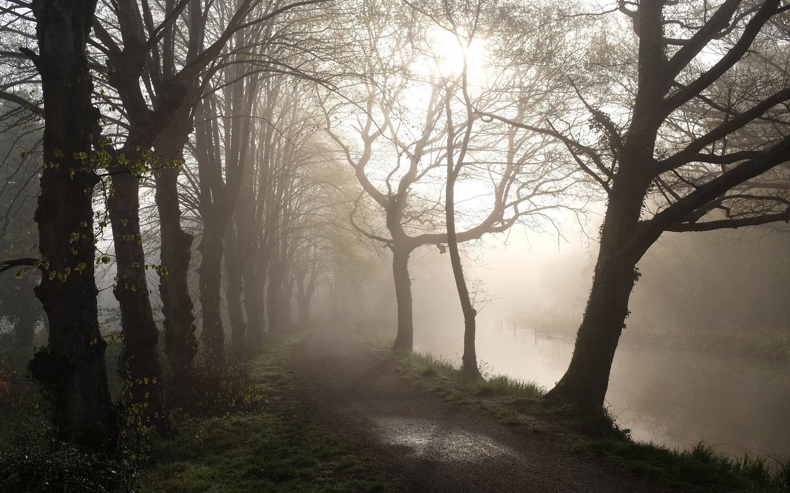 Misty morning path lined with trees by a river HD Wallpaper
