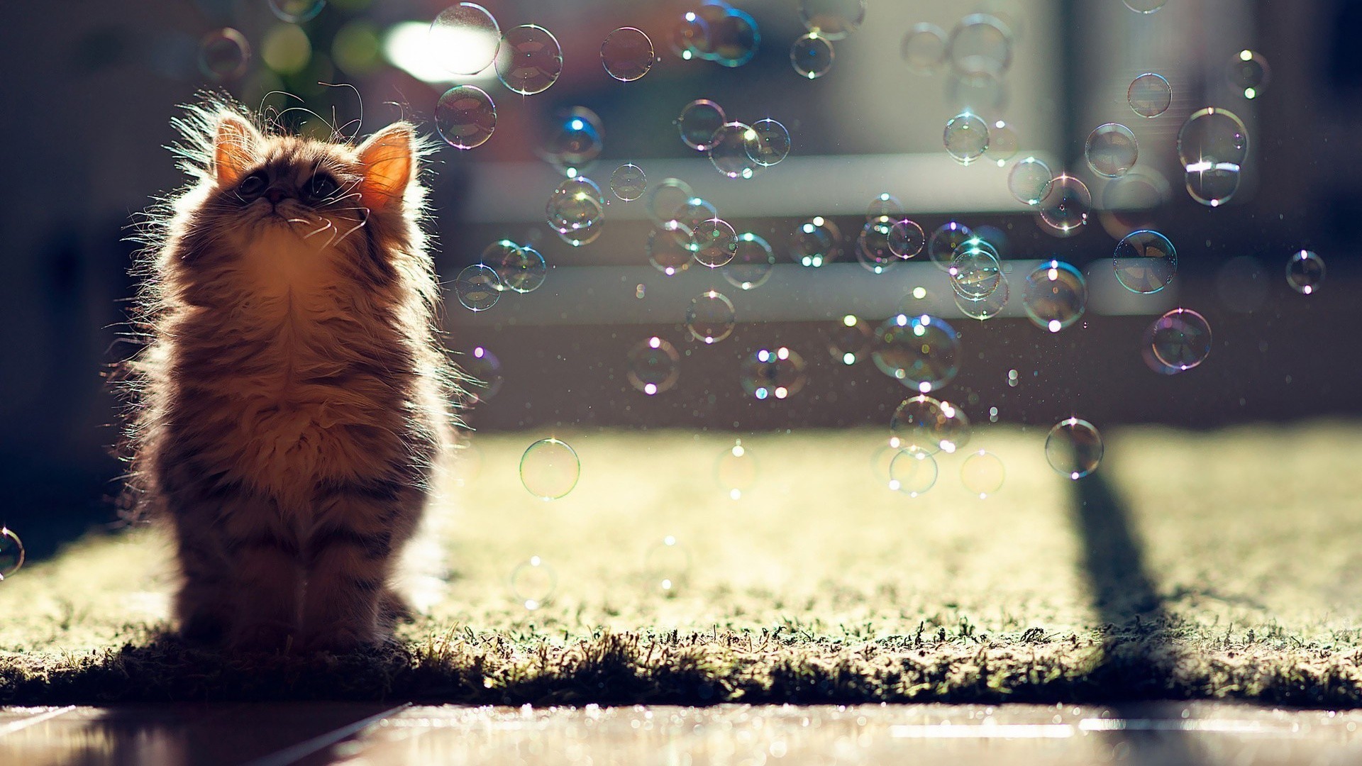 Fluffy kitten looking up at bubbles HD Wallpaper