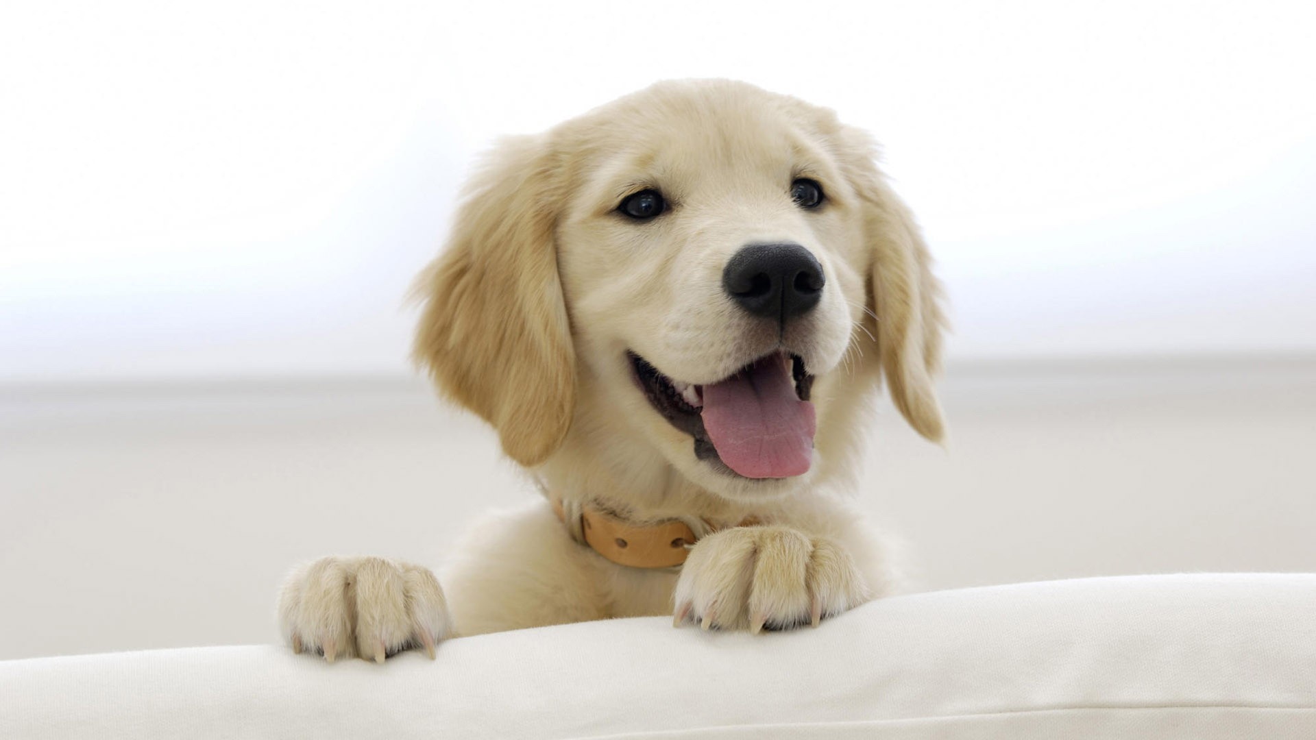 Golden Retriever puppy with paws on a white surface HD Wallpaper