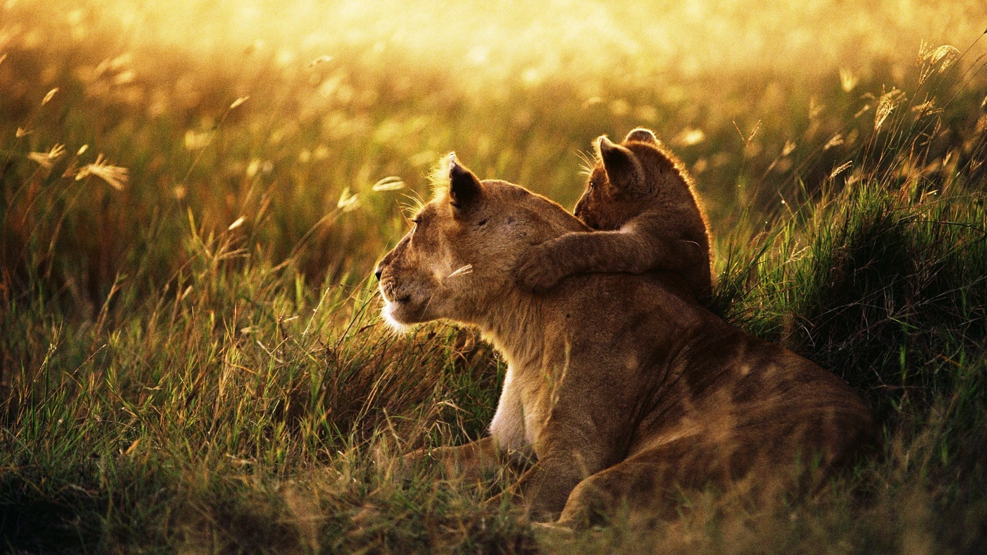 Lioness and cub in tall grass at sunset HD Wallpaper