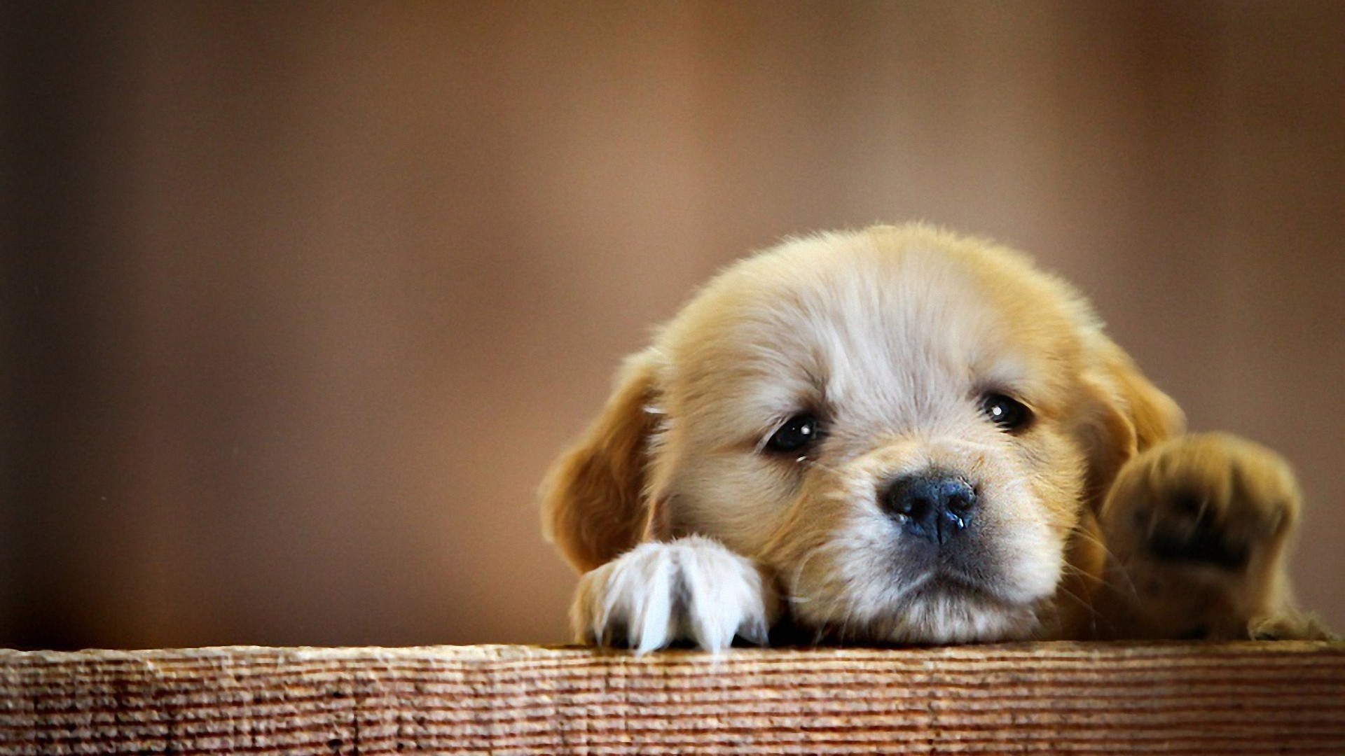 Golden Retriever puppy peeking over a wooden surface HD Wallpaper