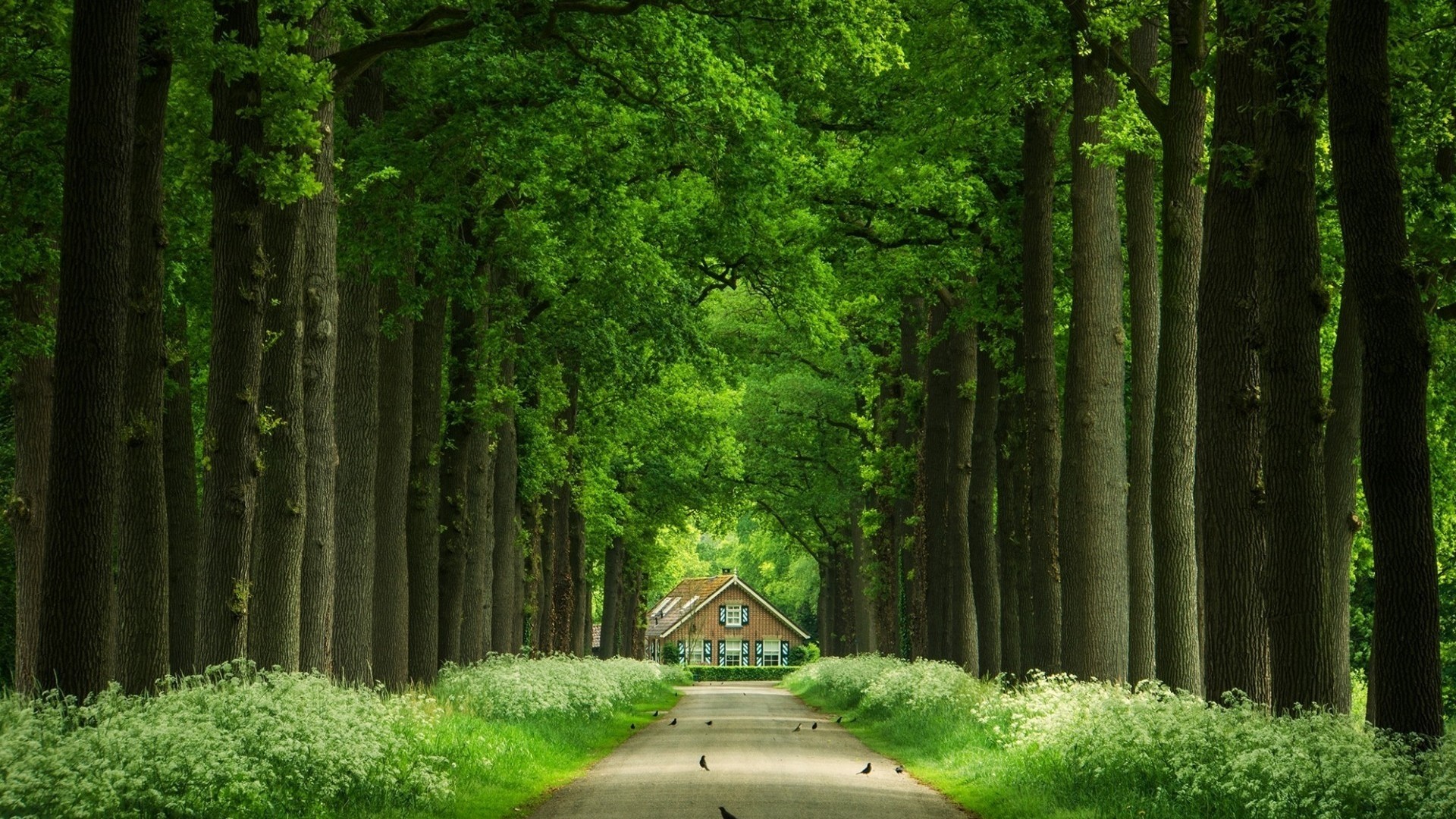 A house at the end of a tree-lined road with birds HD Wallpaper