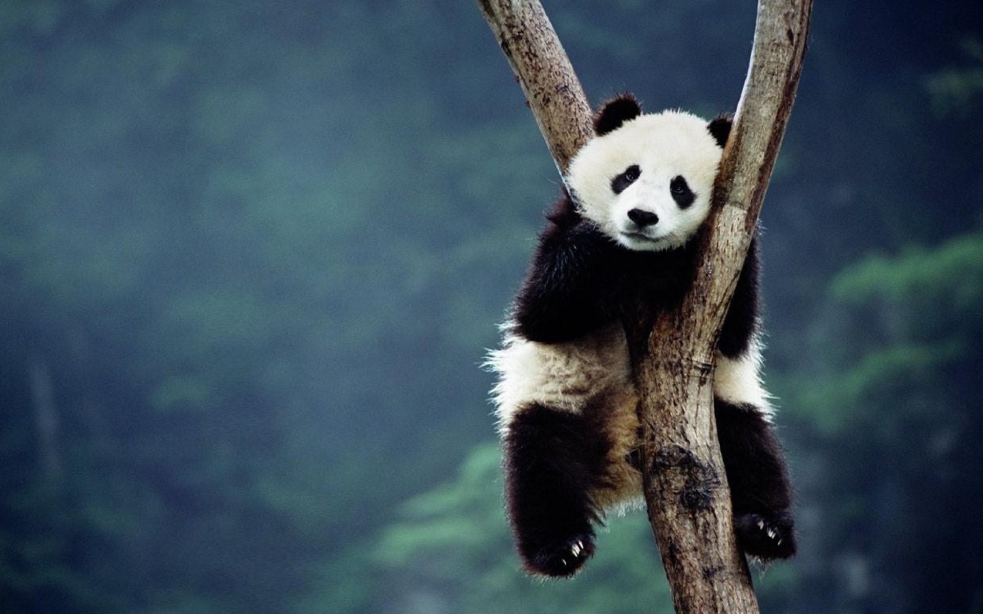 Panda sitting on a tree branch HD Wallpaper
